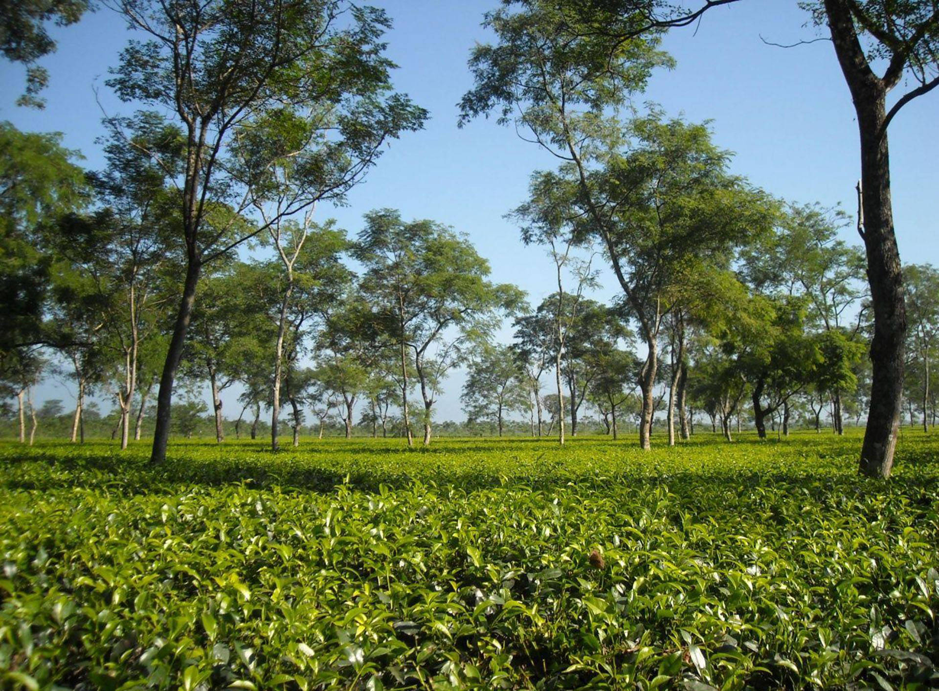 Tea Garden, sunlit tea plantation, clear blue sky, Full HD Desktop Wallpaper