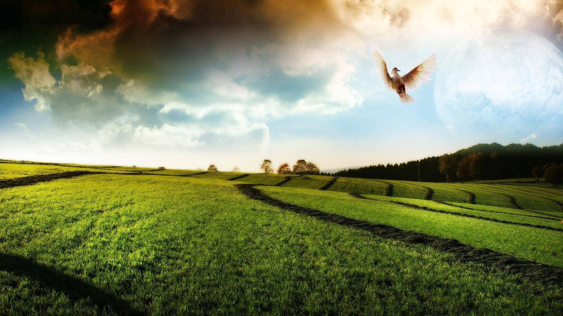 Tea Garden, white dove, sunlit green fields, Full HD Desktop Wallpaper
