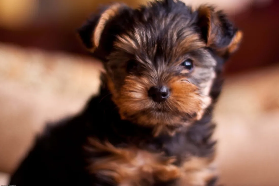 Teacup Yorkie