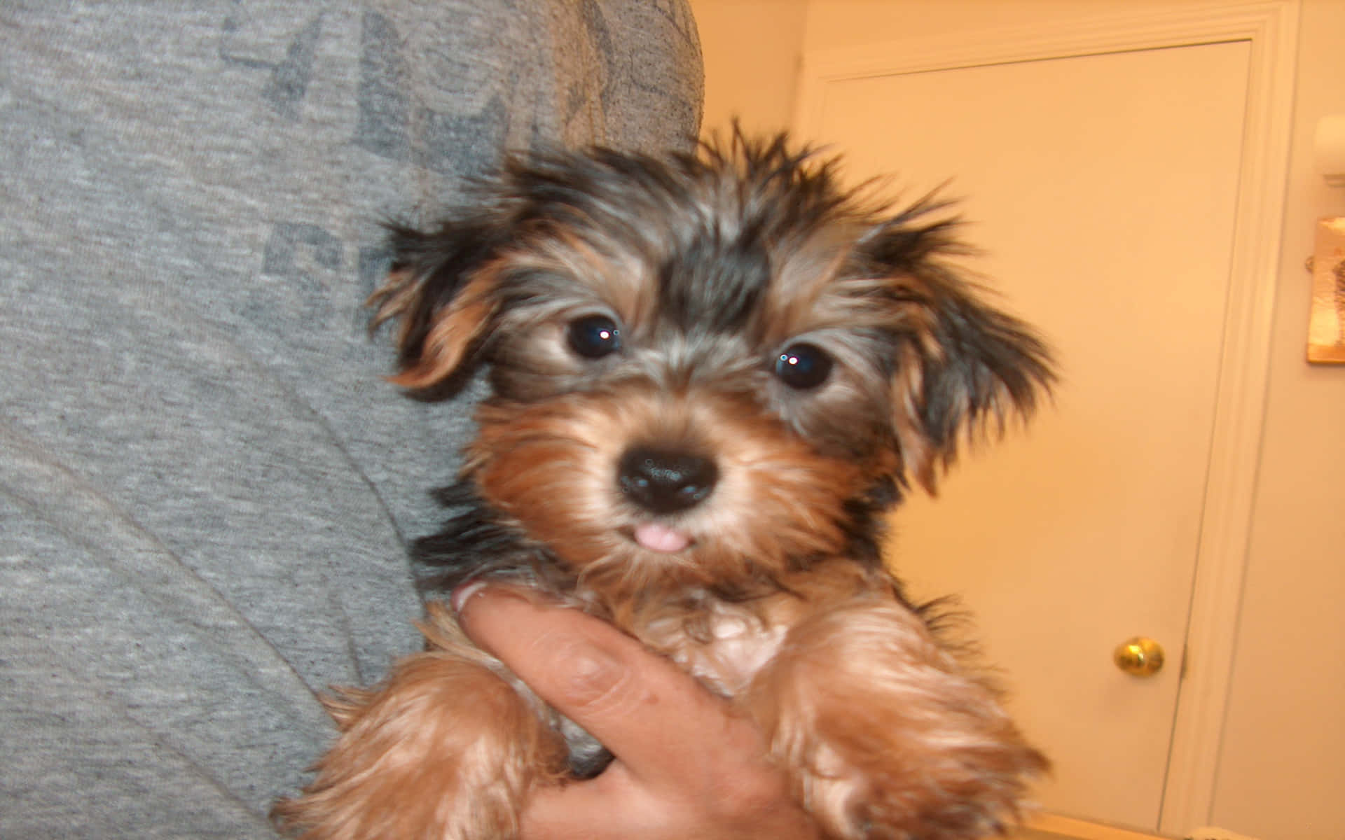 Teacup Yorkie, tiny fluffy puppy, dark eyes, Full HD Desktop Wallpaper