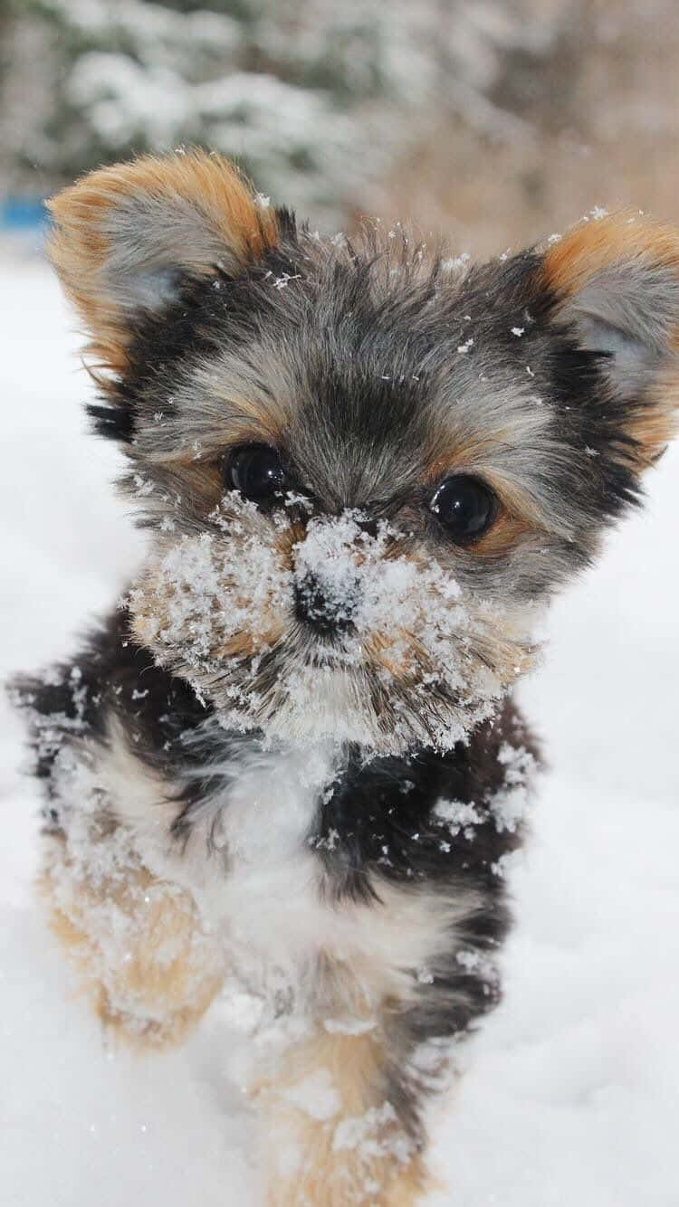 Teacup Yorkie, fluffy Yorkshire terrier puppy, snowflakes, HD Phone Wallpaper