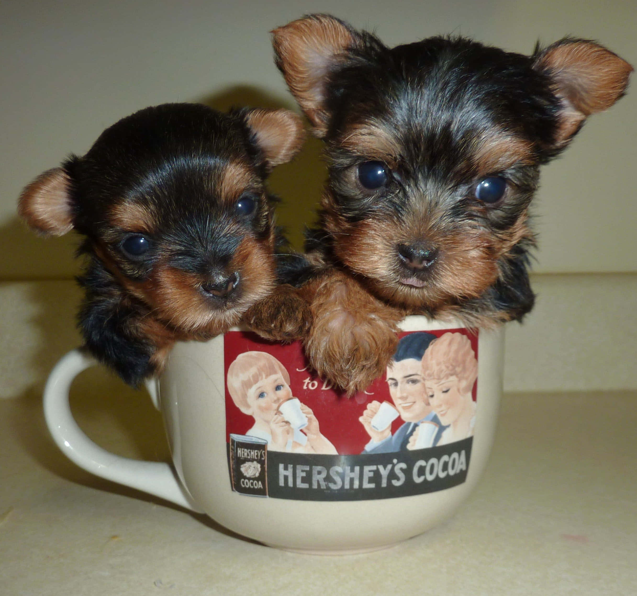 Teacup Yorkie, vintage Hershey's cocoa mug, Yorkshire terrier puppies, Full HD Desktop Wallpaper
