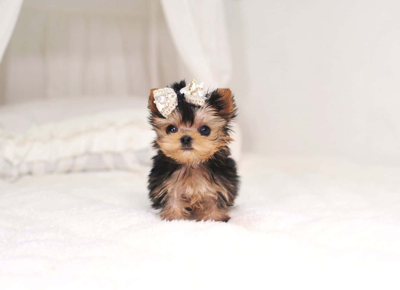 Teacup Yorkie, jeweled bow, fluffy white bed, HD Desktop Wallpaper