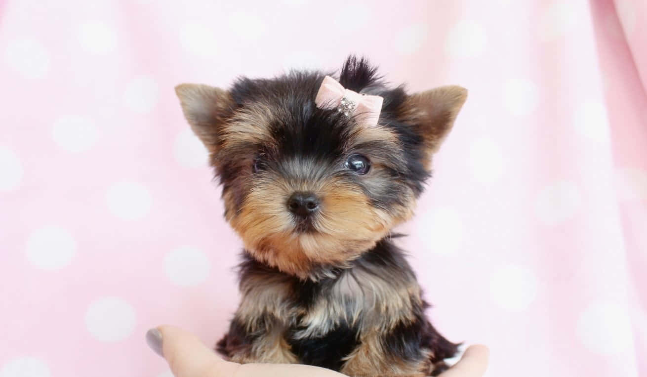 Teacup Yorkie, pink bow, soft pink polka dot backdrop, HD Desktop Wallpaper