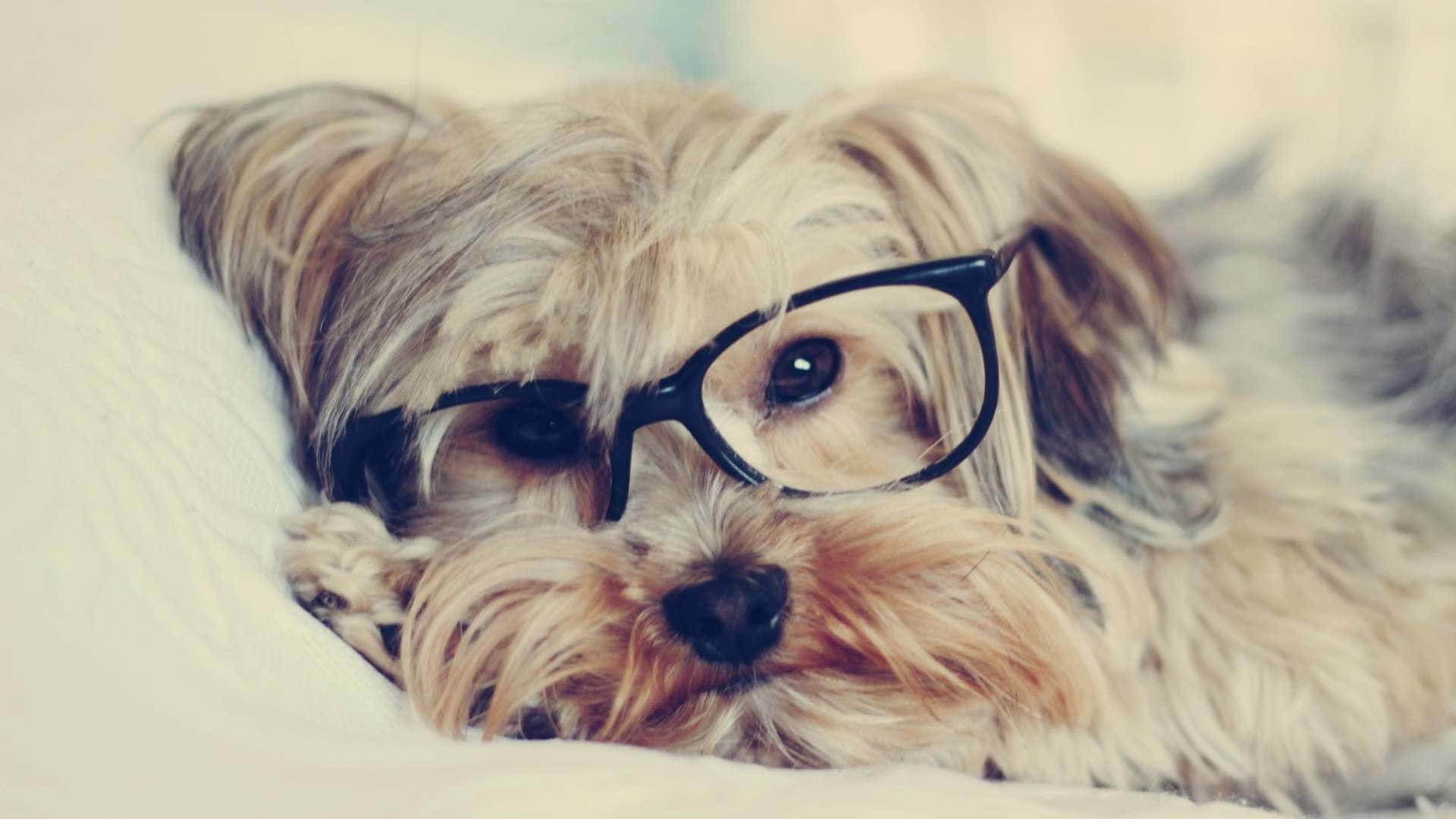 Teacup Yorkie, black-rimmed glasses, soft white surface, Full HD Desktop Wallpaper