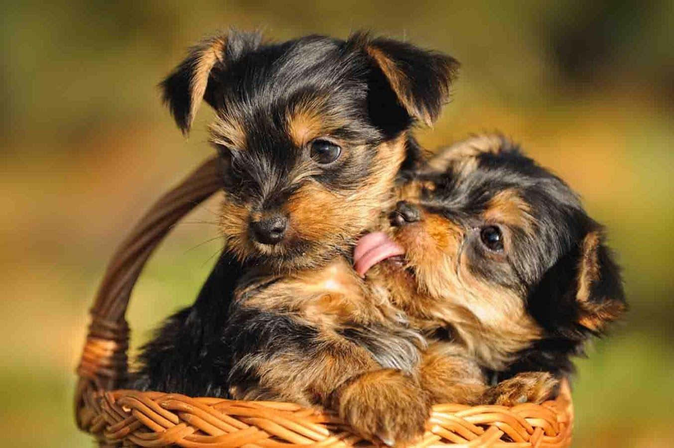 Teacup Yorkie, Yorkshire terrier puppies, woven basket, HD Desktop Wallpaper