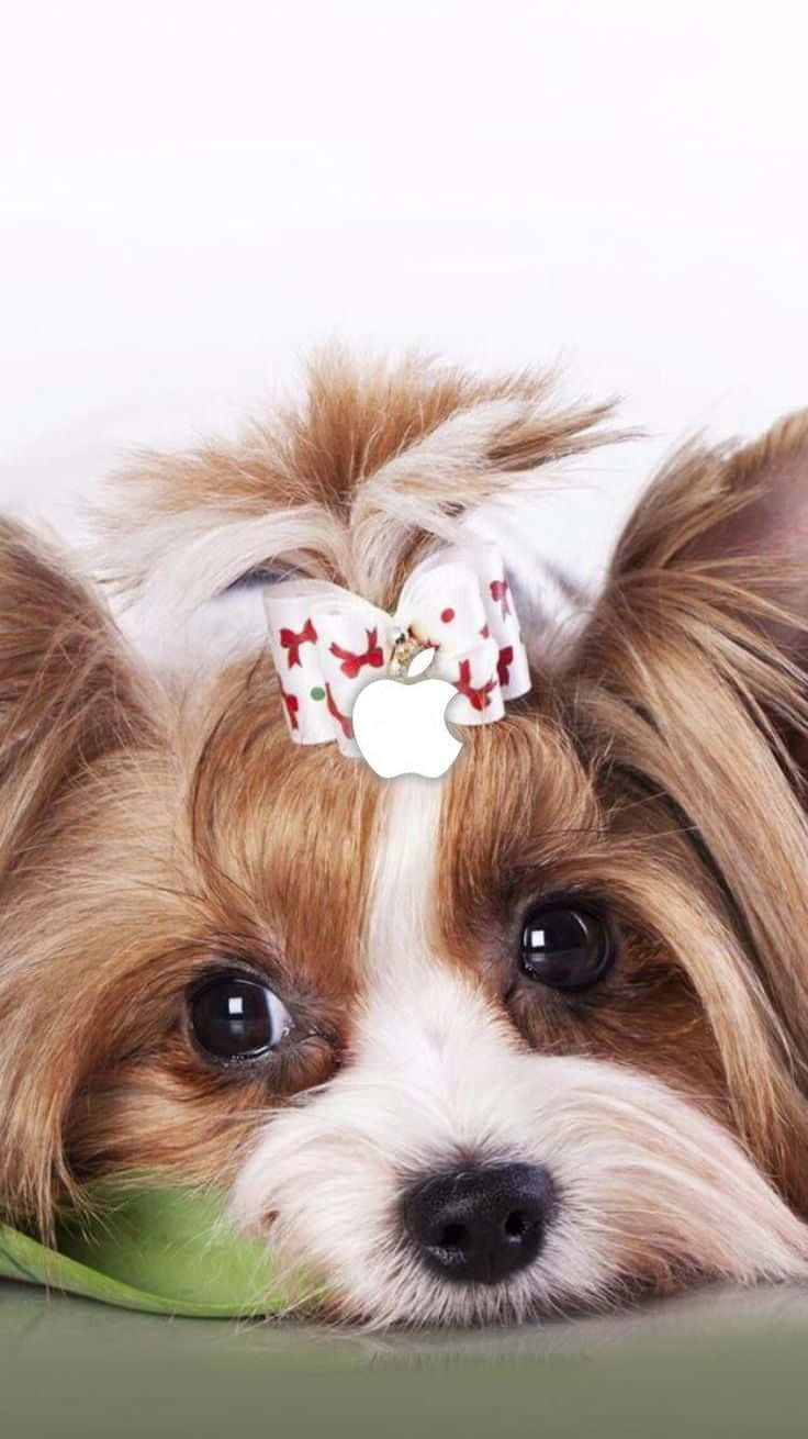 Teacup Yorkie, brown and white, festive bow, HD Phone Wallpaper