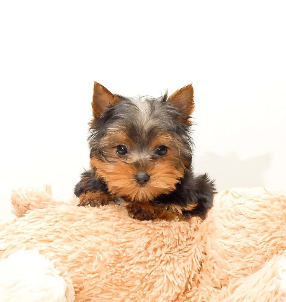 Teacup Yorkie, peach-colored blanket, white background, SD Phone Wallpaper