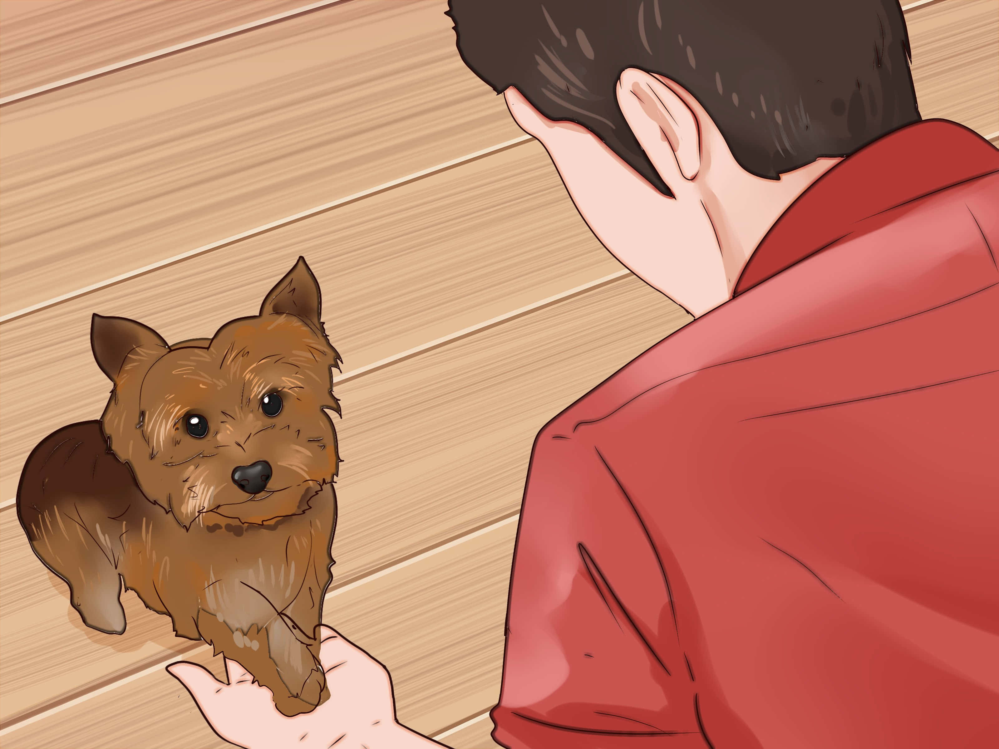 Teacup Yorkie, red shirt, brown terrier, 2K Desktop Wallpaper