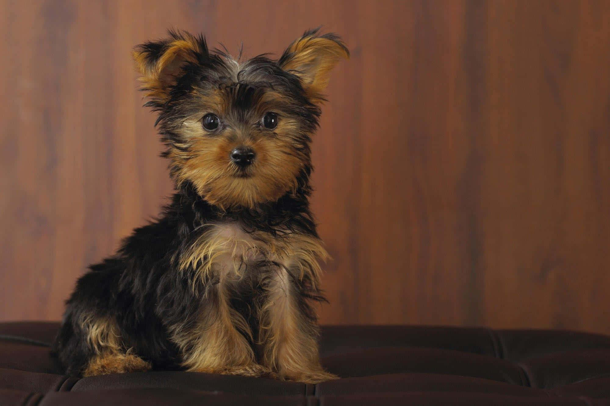 teacup yorkie, fluffy Yorkshire terrier puppy, dark eyes, Full HD Desktop Wallpaper