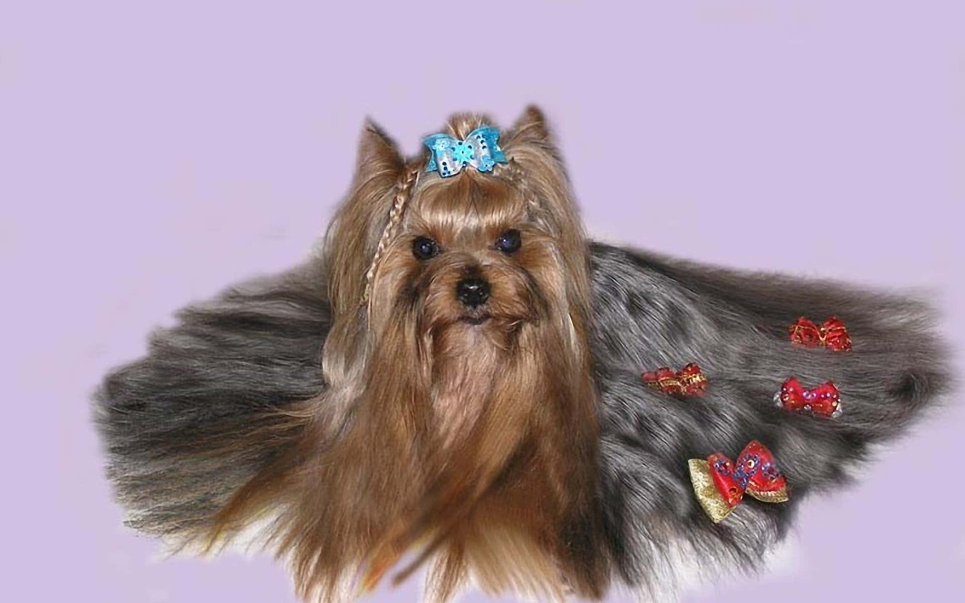 Teacup Yorkie, blue bow, red bows, Full HD Desktop Wallpaper