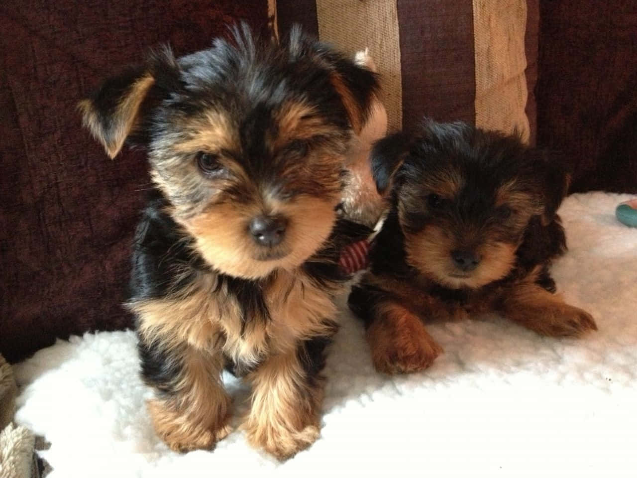 Teacup Yorkie, Yorkshire terrier puppies, fluffy black and tan fur, HD Desktop Wallpaper