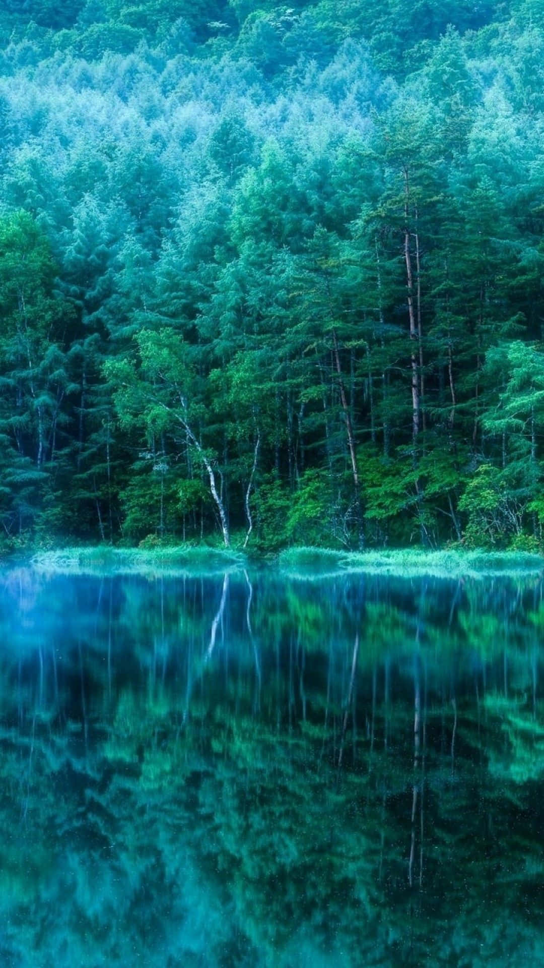 teal blue sky, forest lake, towering green trees, Full HD Phone Wallpaper