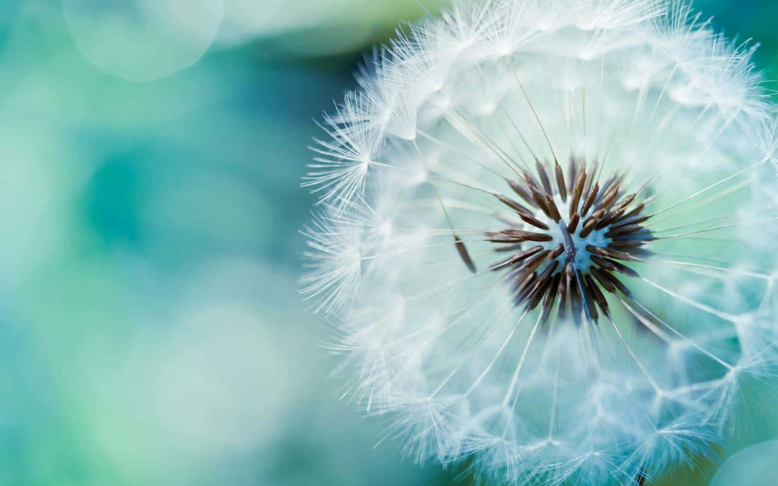teal, dandelion seed head, white fluff, HD Desktop Wallpaper