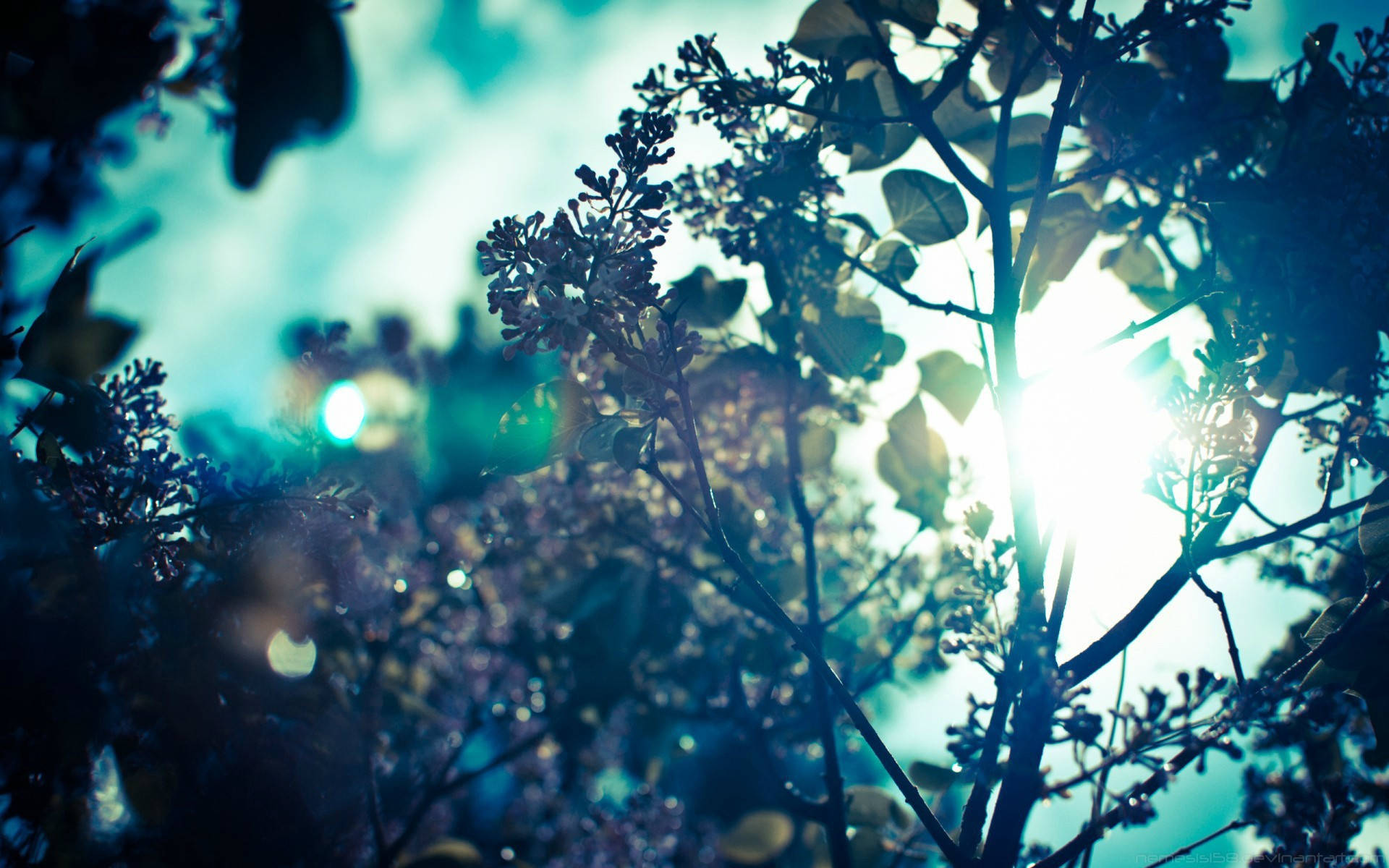teal-toned leaf branch, vibrant teal sky, sunlight, Full HD Desktop Wallpaper