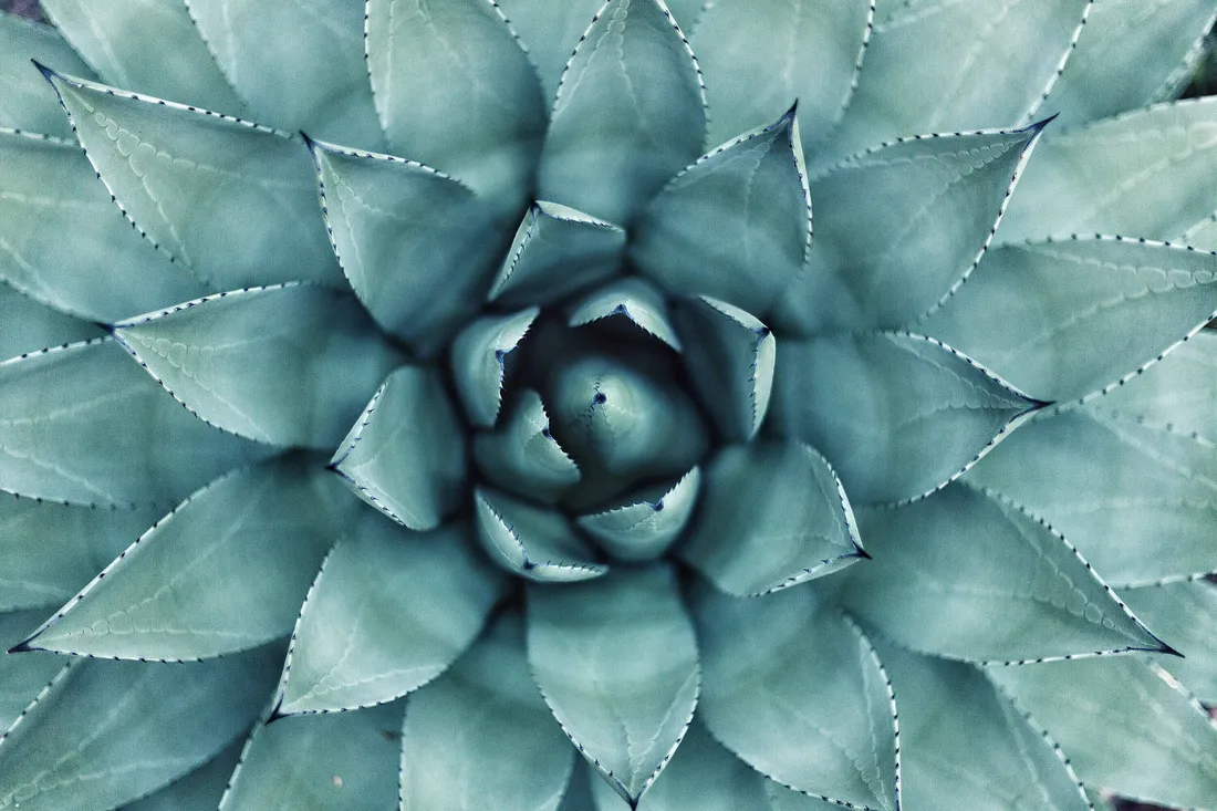 Teal Flower