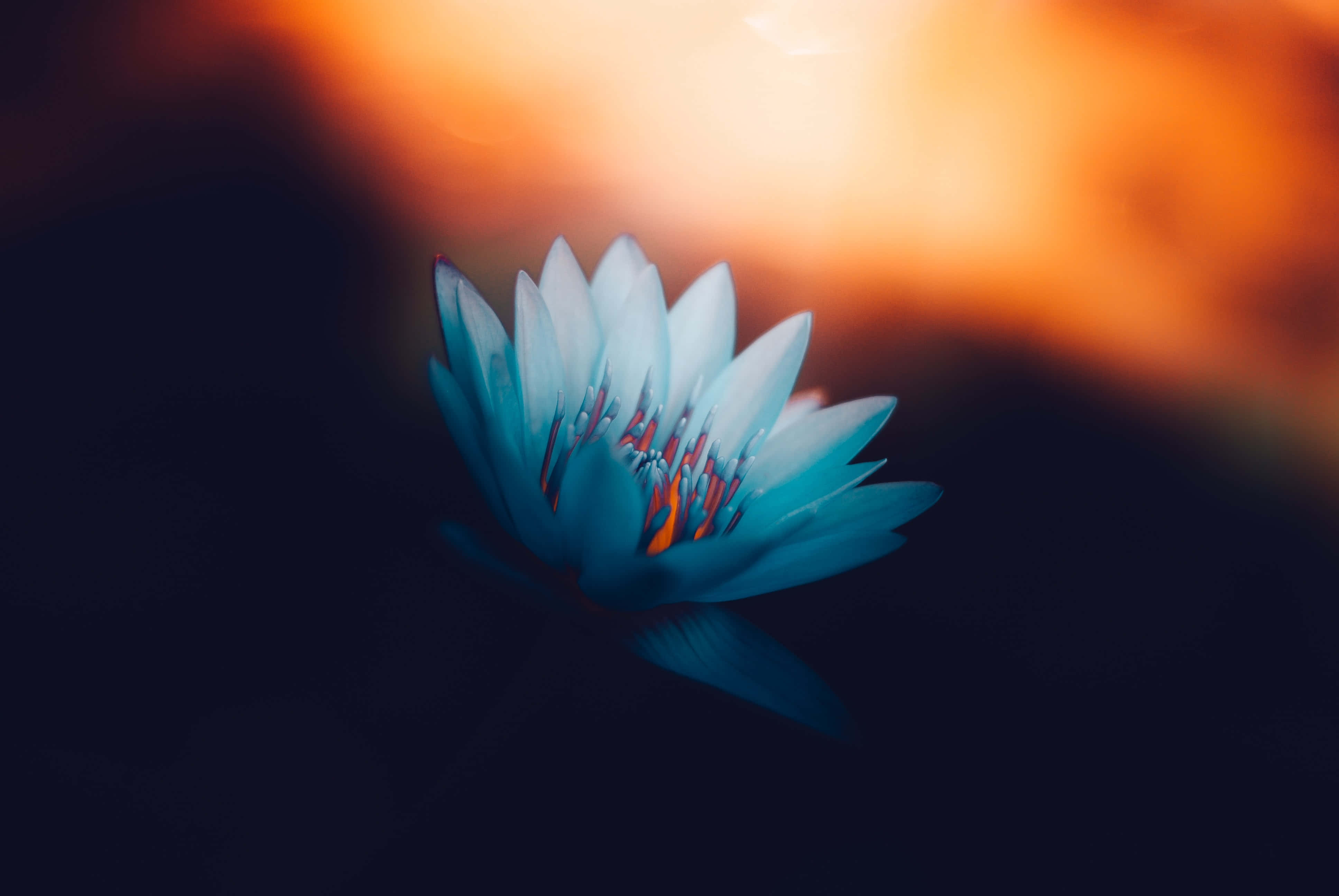 Teal Flower, blue water lily, fiery orange sunset sky, 4K Desktop Wallpaper