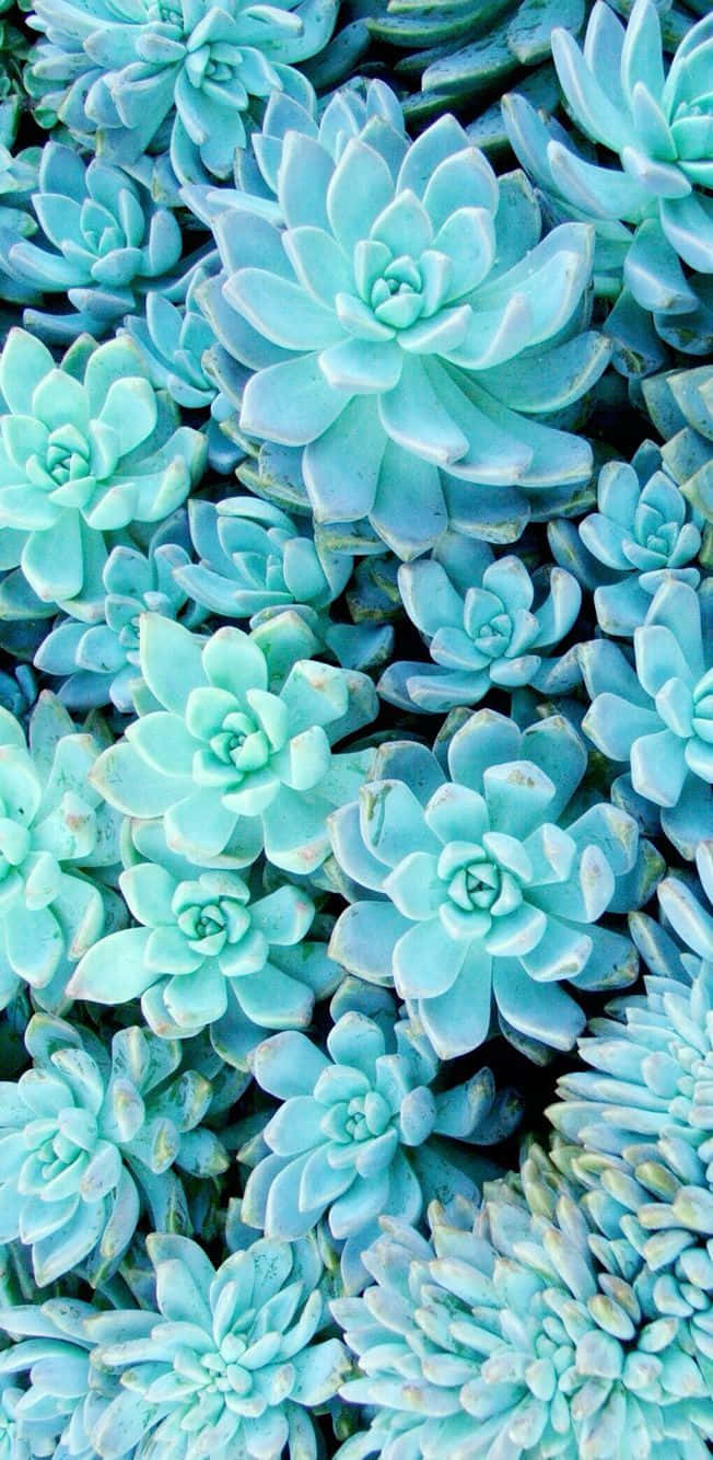 blue succulents, rosette shapes, pale blue-green, HD Phone Wallpaper