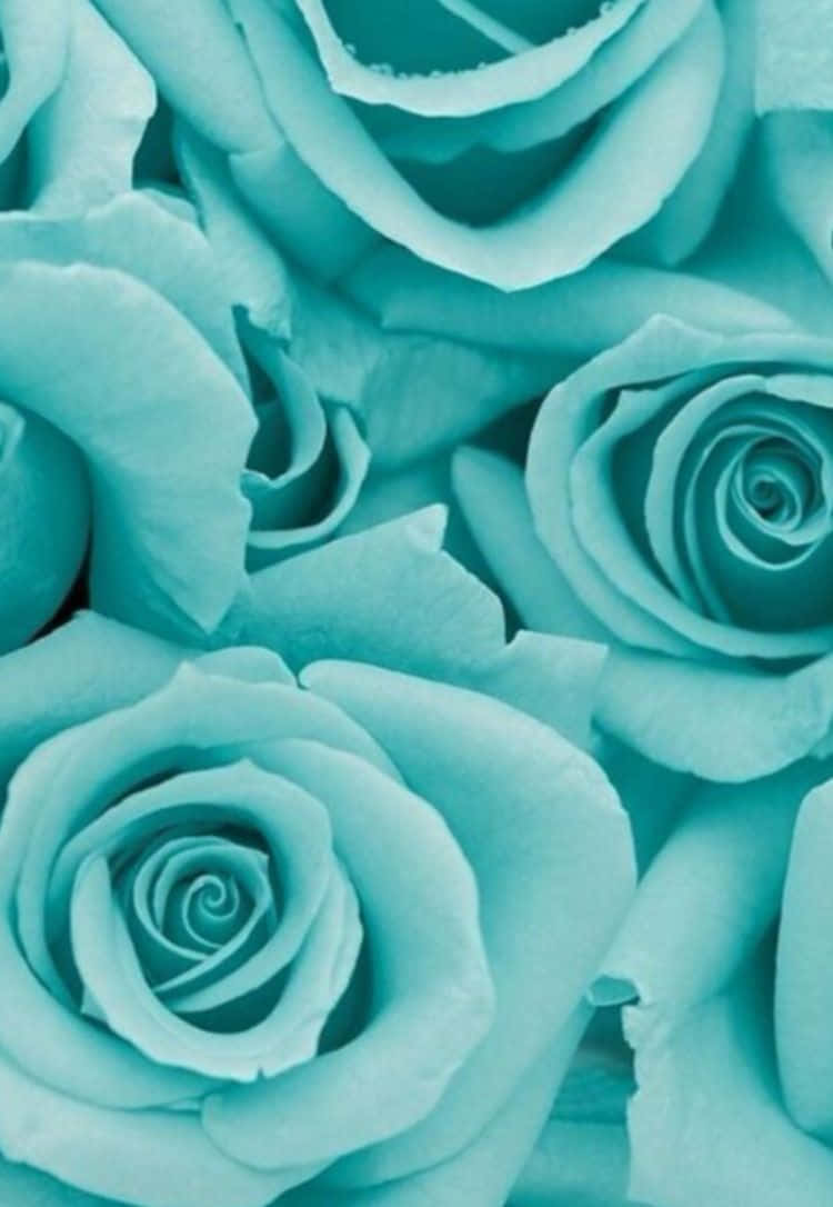 teal flower, soft turquoise roses, delicate layered petals, SD Phone Wallpaper