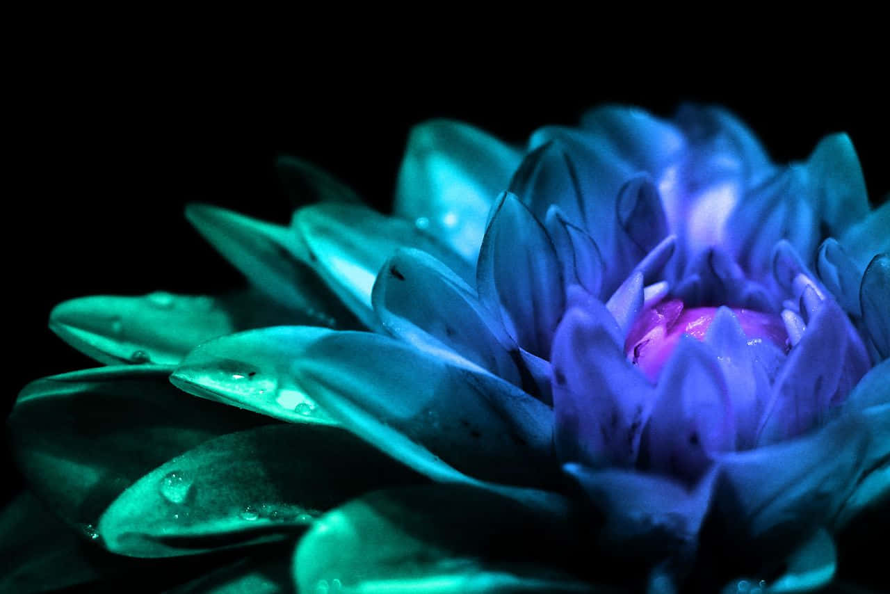 teal flower, glowing blue and teal flower, dewdrops, HD Desktop Wallpaper