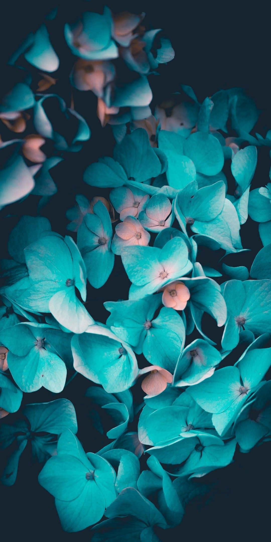 teal flower, turquoise hydrangea, soft pink centers, Full HD Phone Wallpaper