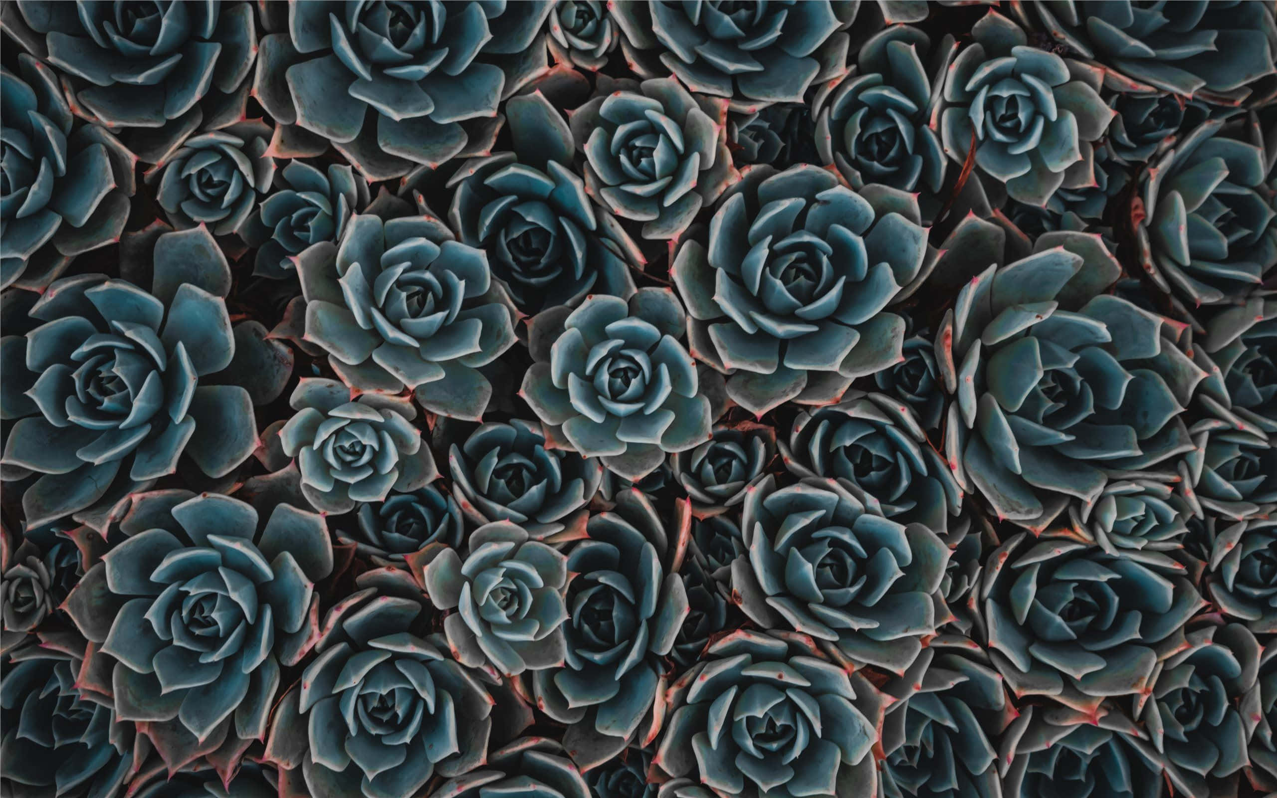 teal flower, blue-gray succulent rosettes, subtle red edges, 2K Desktop Wallpaper