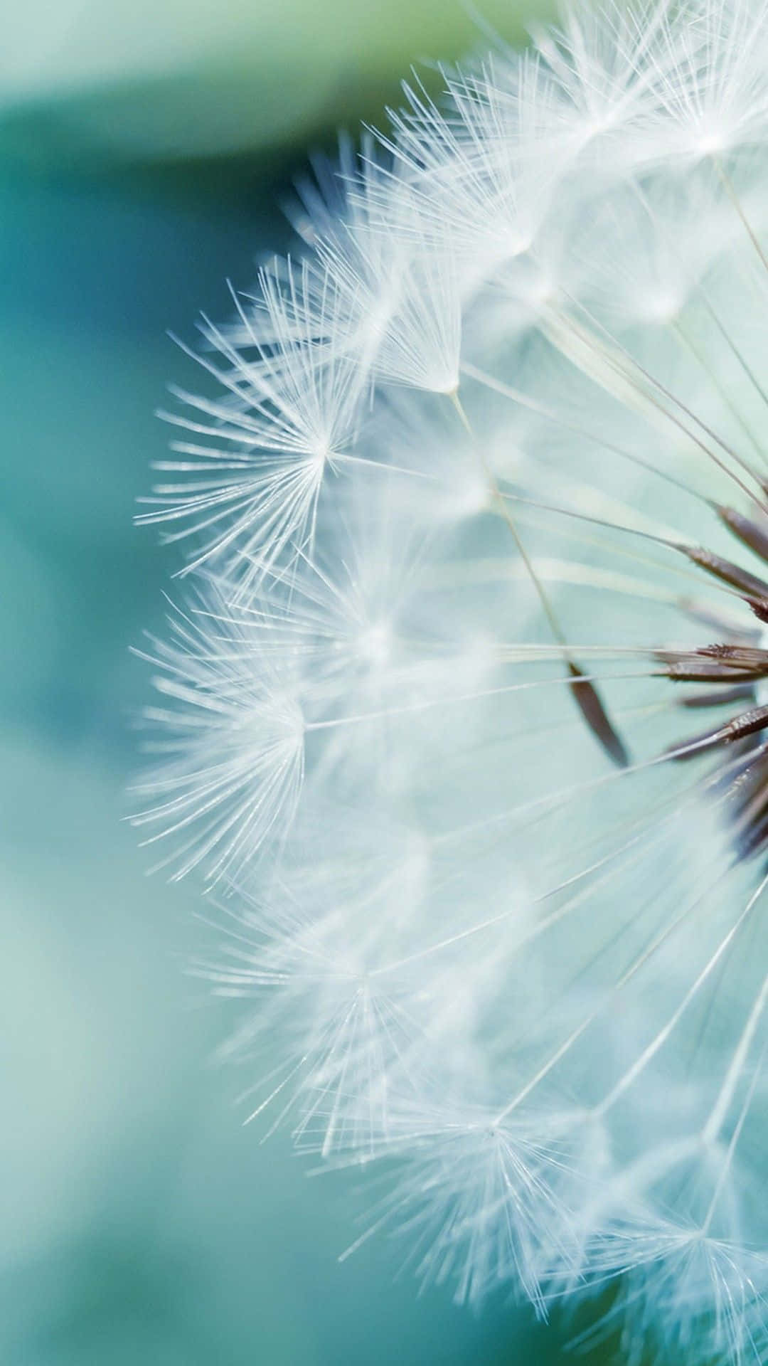dandelion seed head, white fluff, soft teal background, Full HD Phone Wallpaper