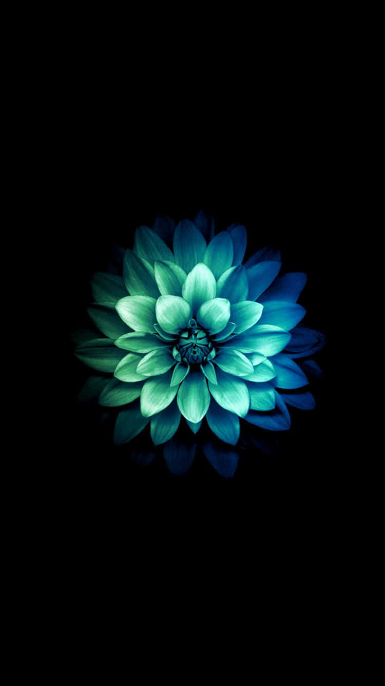teal flower, dahlia flower, blue and teal, HD Phone Wallpaper