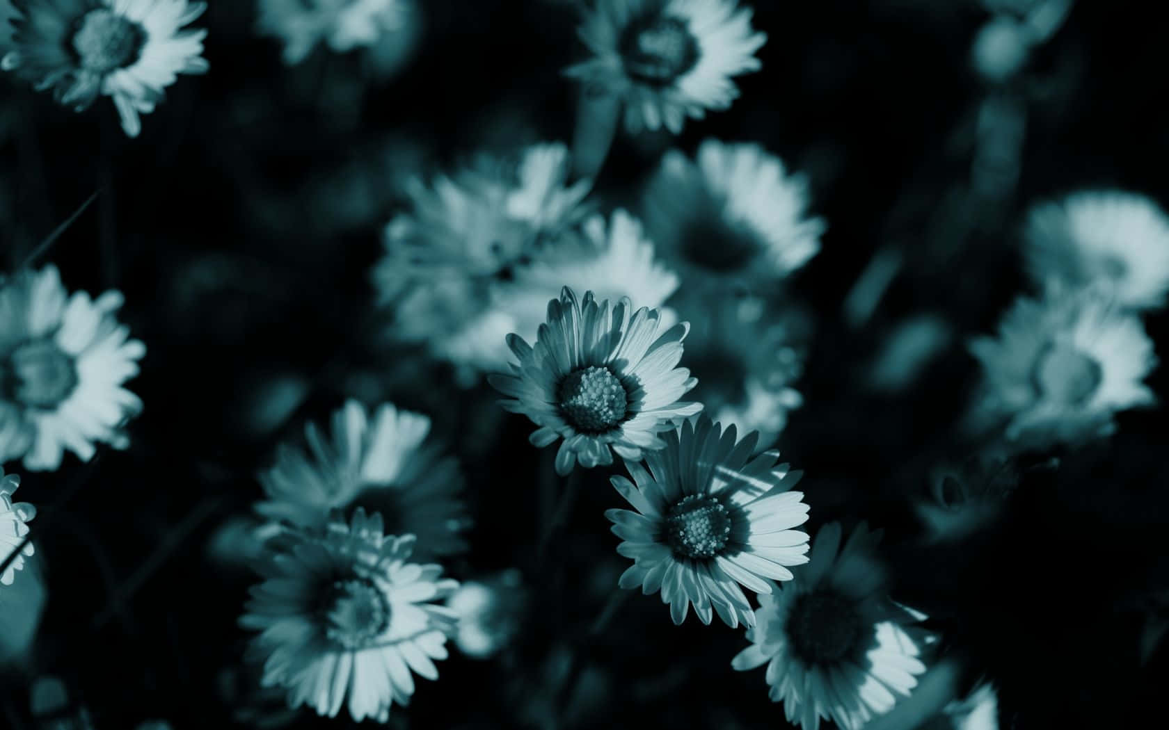 Teal Flower, teal-toned daisies, shallow depth of field, HD Desktop Wallpaper