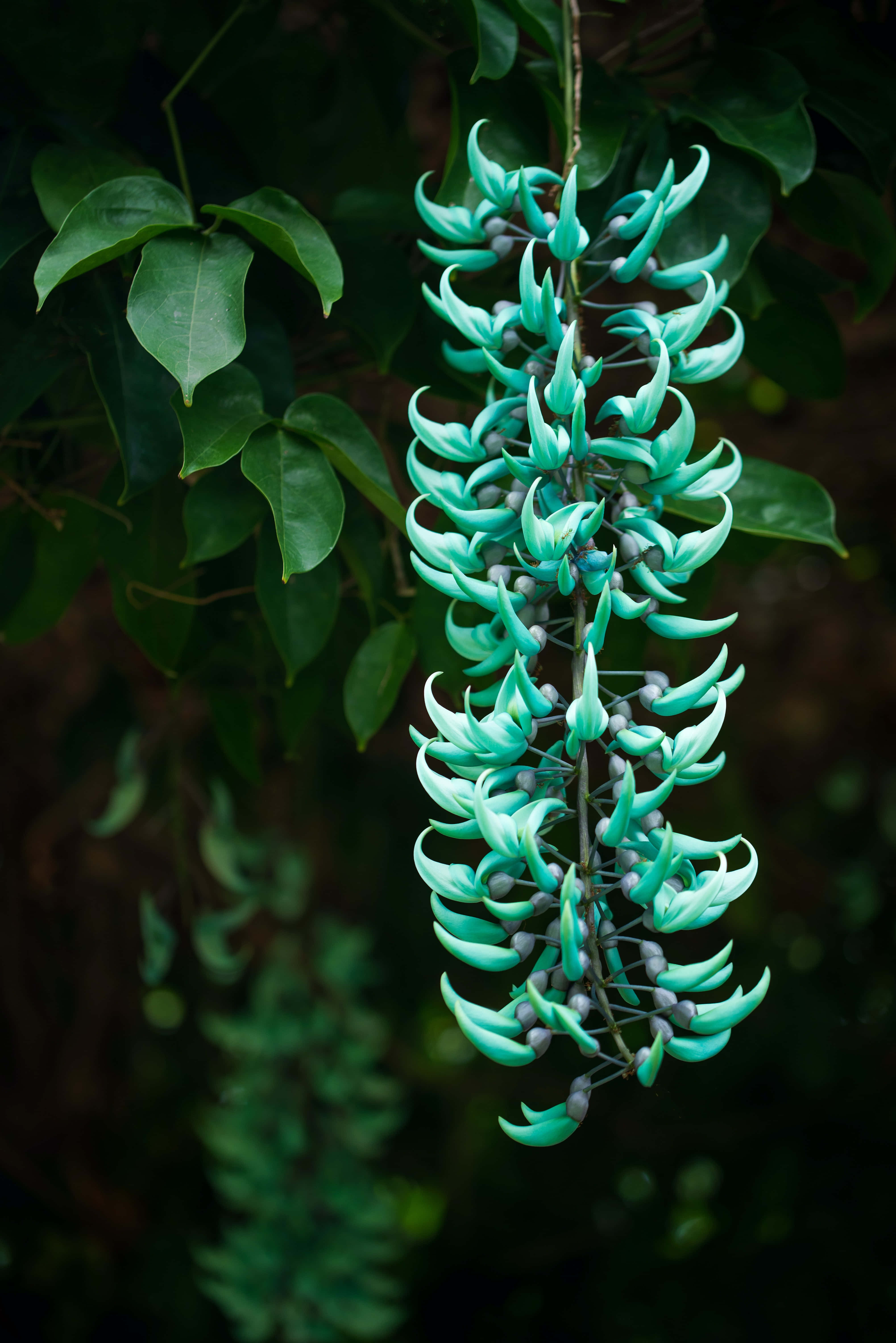 teal flower, turquoise jade vine, lush green leaves, 5K Phone Wallpaper