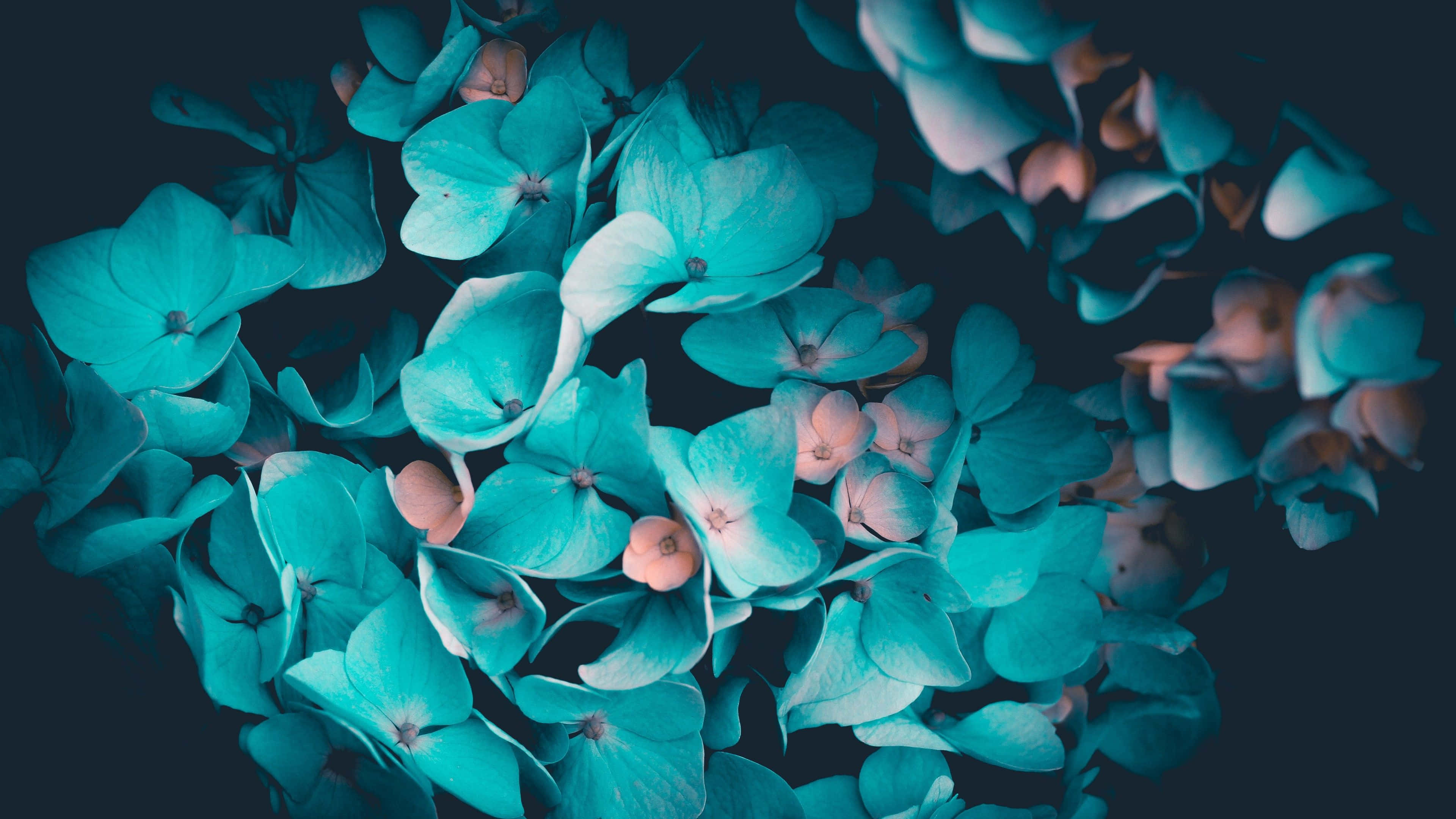 teal flower, turquoise hydrangea, soft pink centers, 4K Desktop Wallpaper