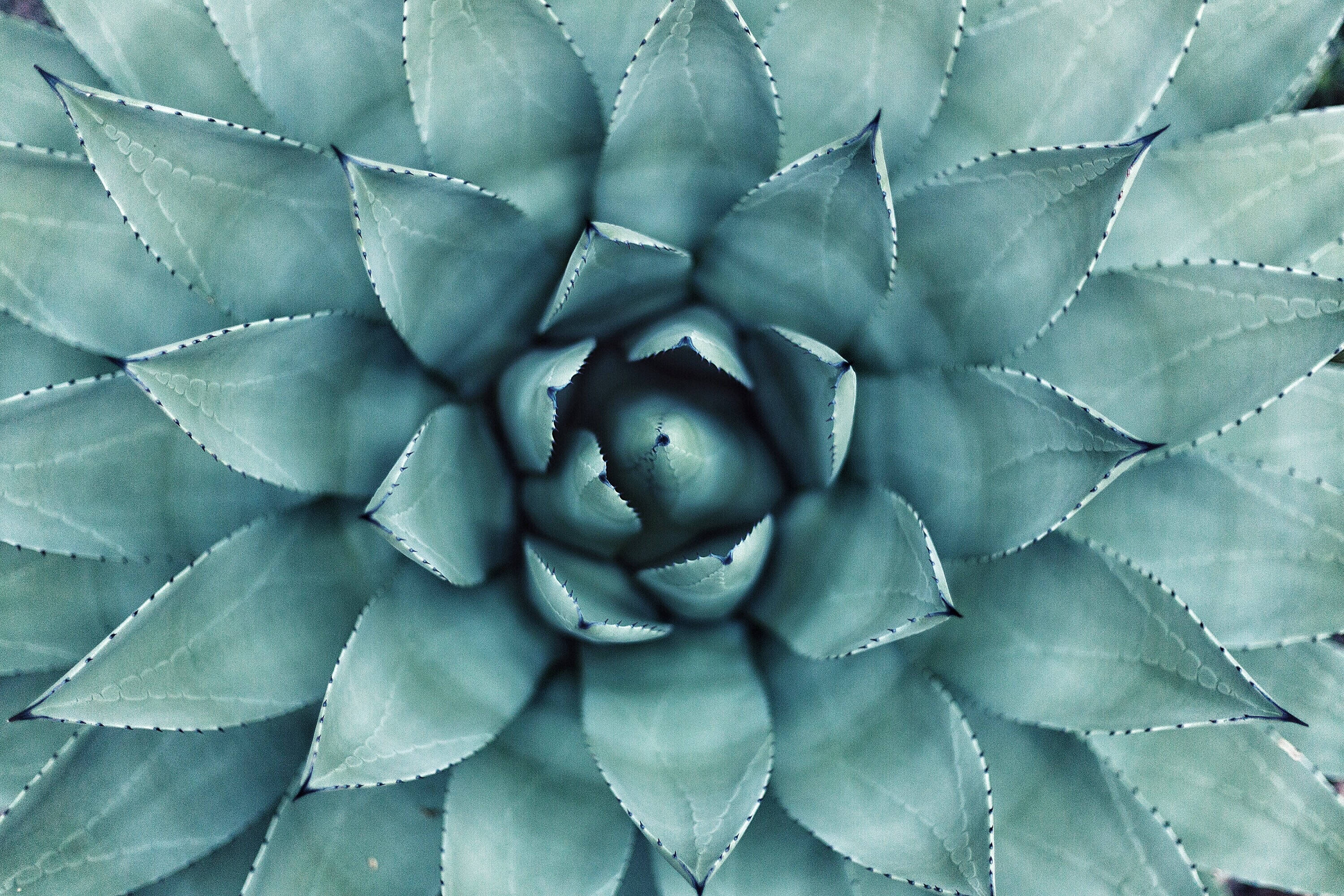 teal succulent plant, geometric leaf pattern, cool teal tones, 2K Desktop Wallpaper