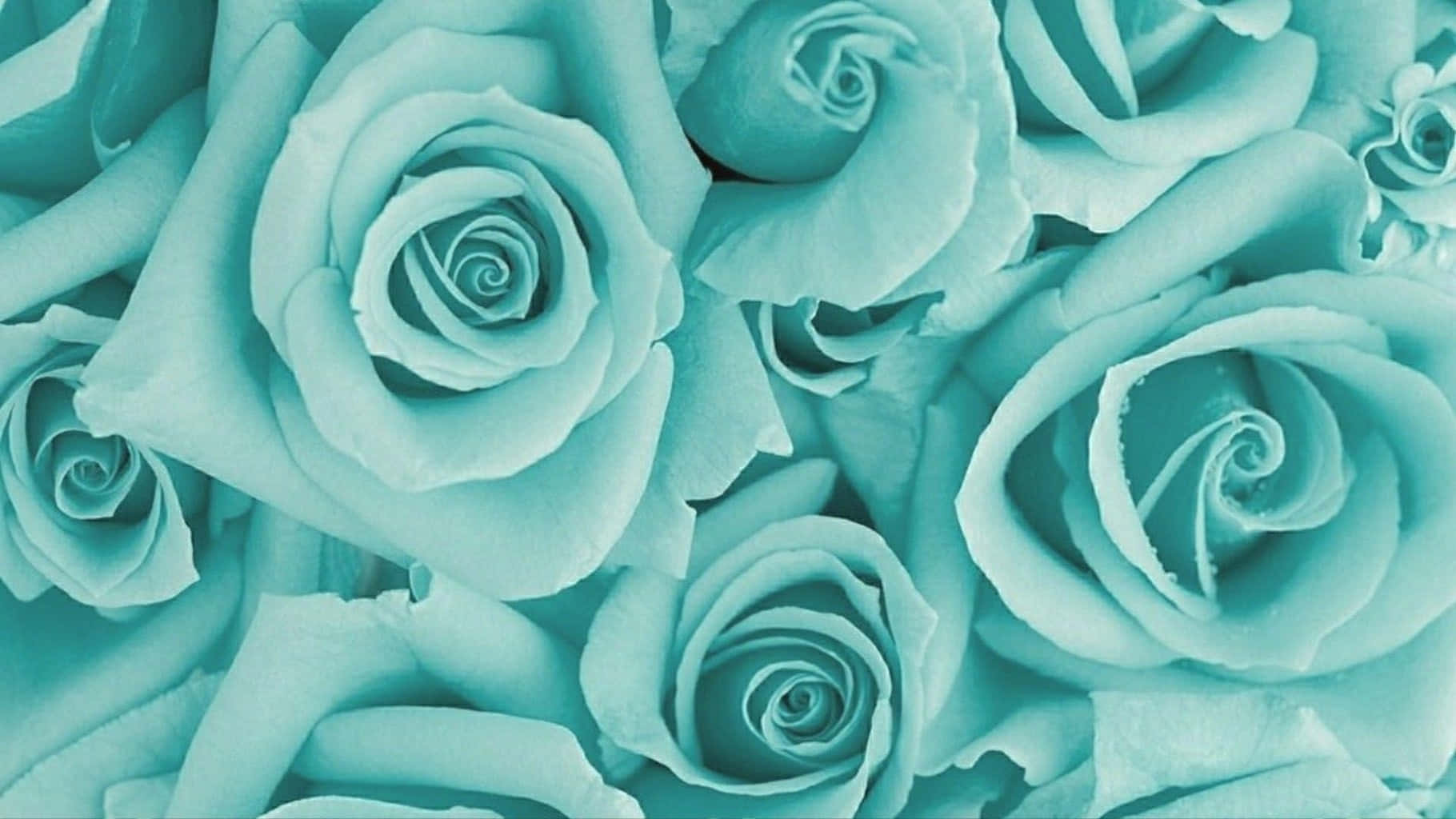 teal aesthetic laptop, lush turquoise roses, soft gradients, HD Desktop Wallpaper