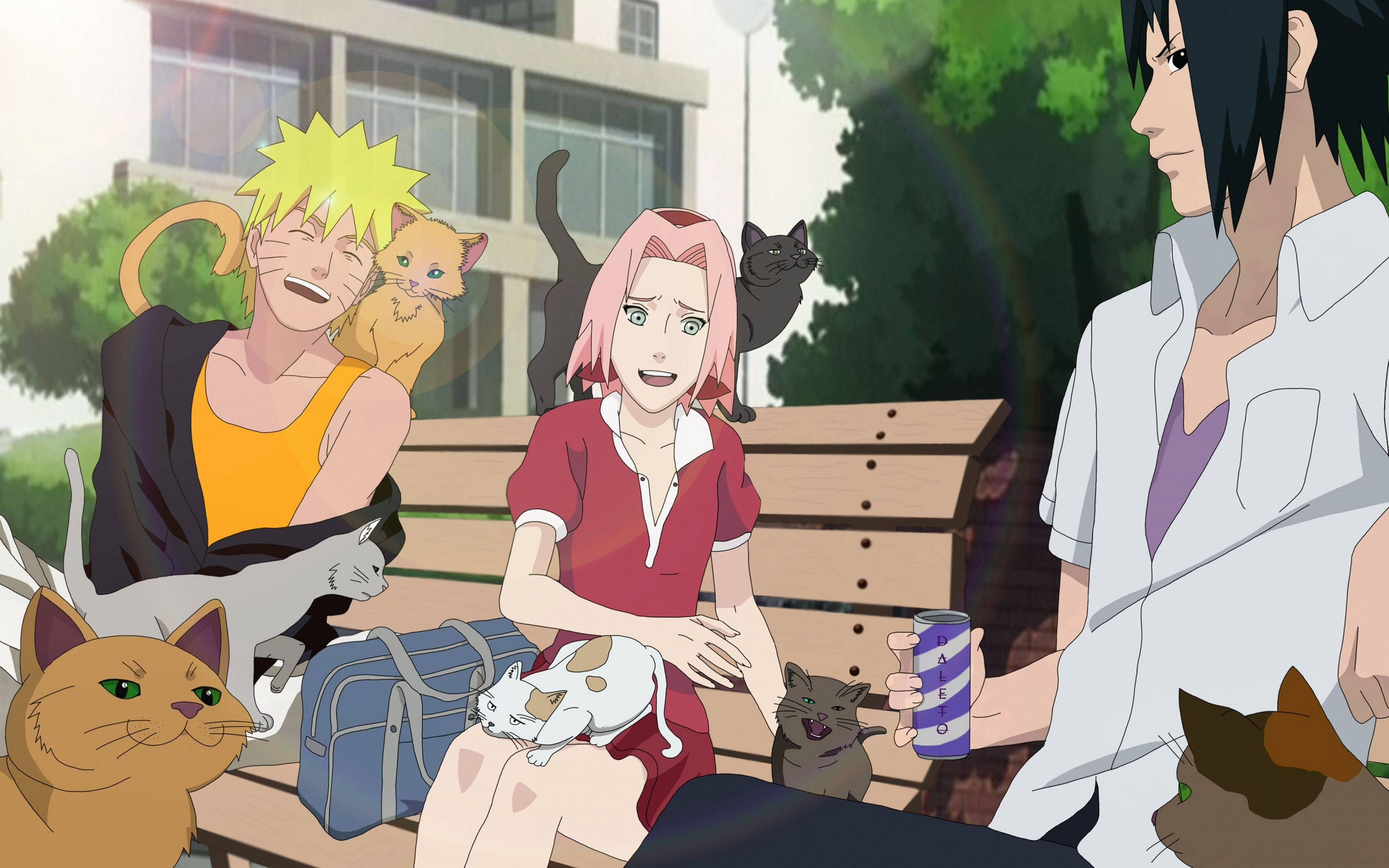 Team 7, cats, park bench, 2K Desktop Wallpaper