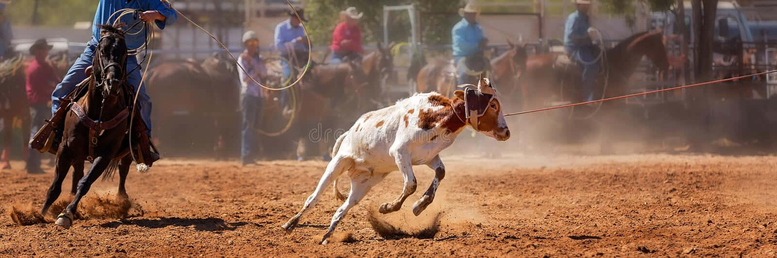 Team Roping, cowboy, horse, HD Desktop Wallpaper