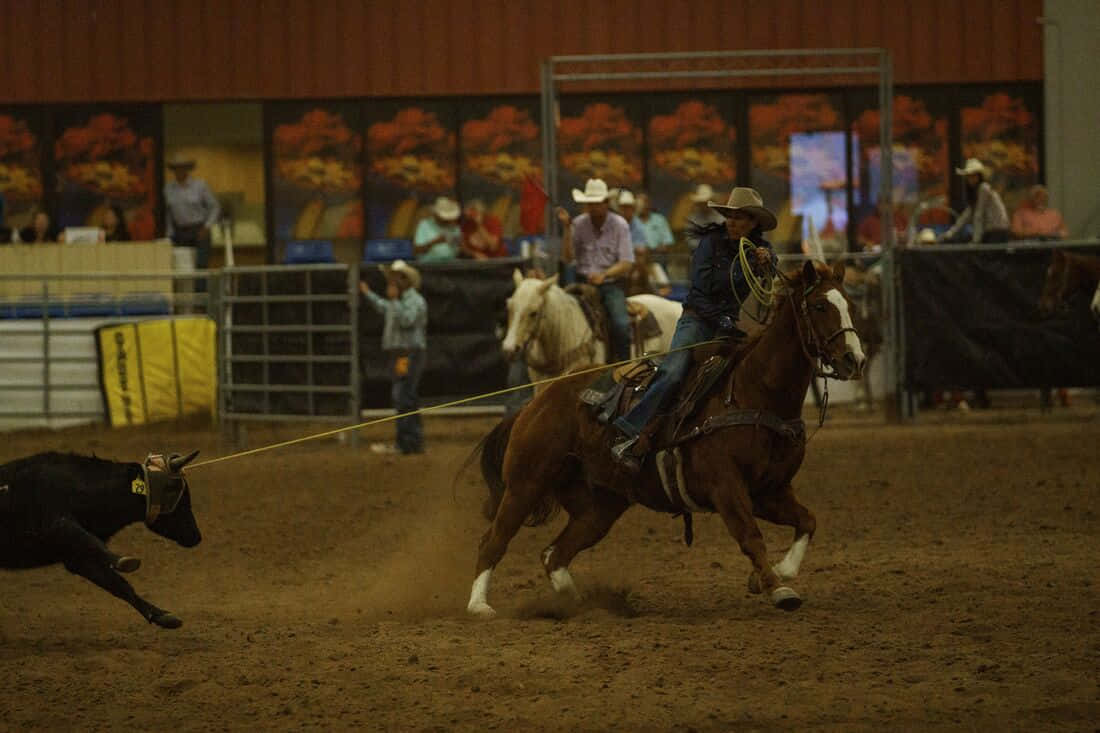 Team Roping, cowboy, galloping horse, SD Desktop Wallpaper