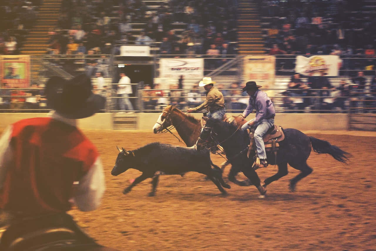 Team Roping, black calf, dusty rodeo arena, HD Desktop Wallpaper