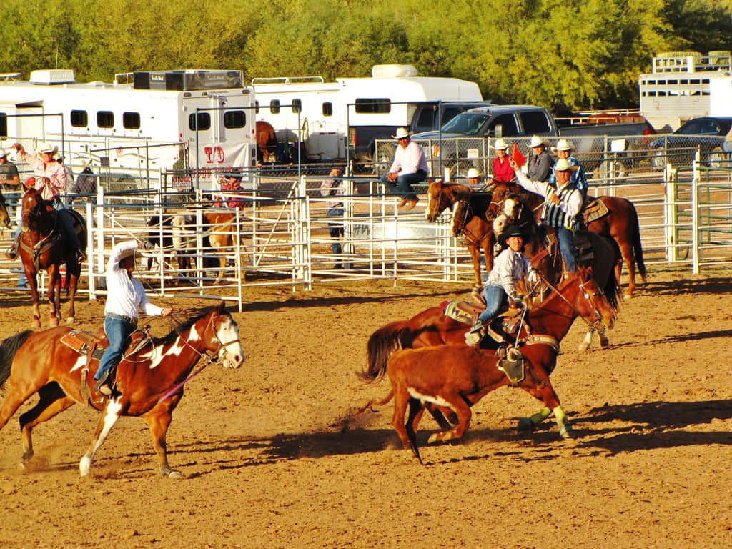 Team Roping, calf, horses, SD Desktop Wallpaper