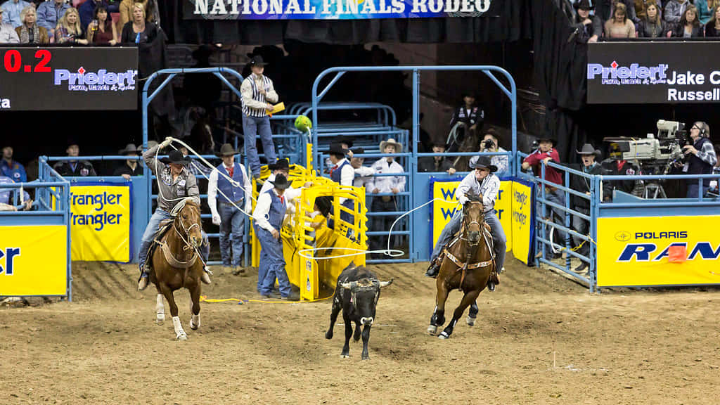 Team Roping, rodeo arena, bright arena lights, SD Desktop Wallpaper