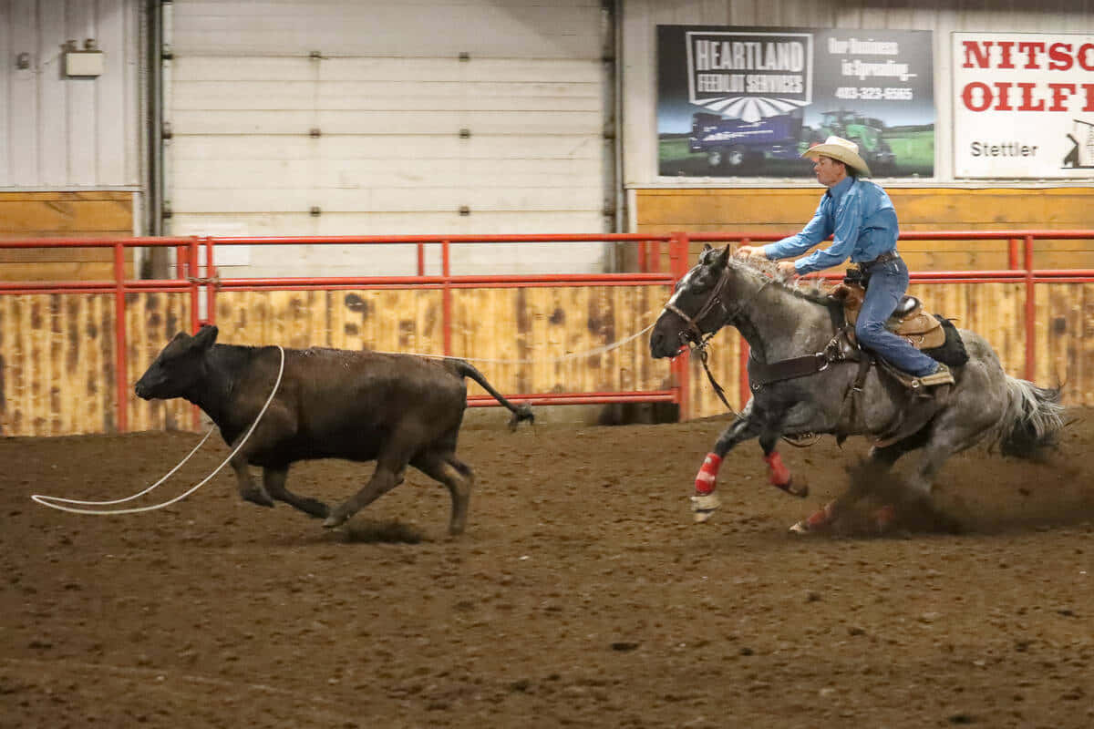 Team Roping, cowboy, galloping horse, SD Desktop Wallpaper