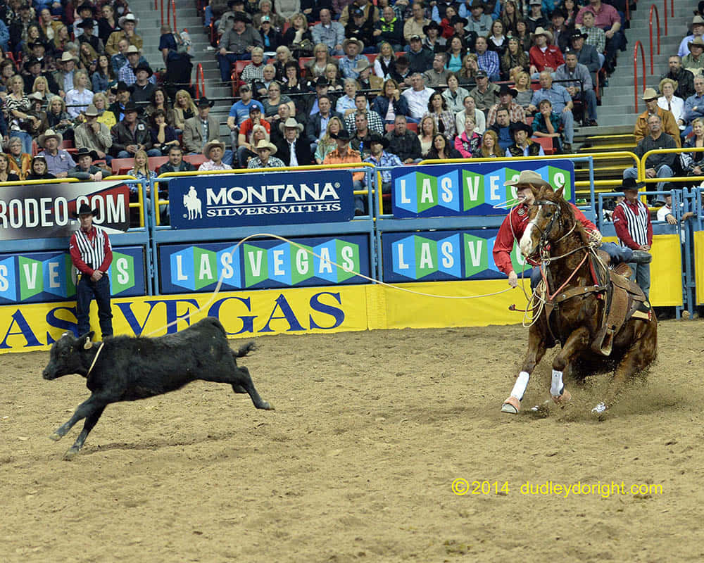 cowboy, bucking bronco, rodeo arena, SD Desktop Wallpaper