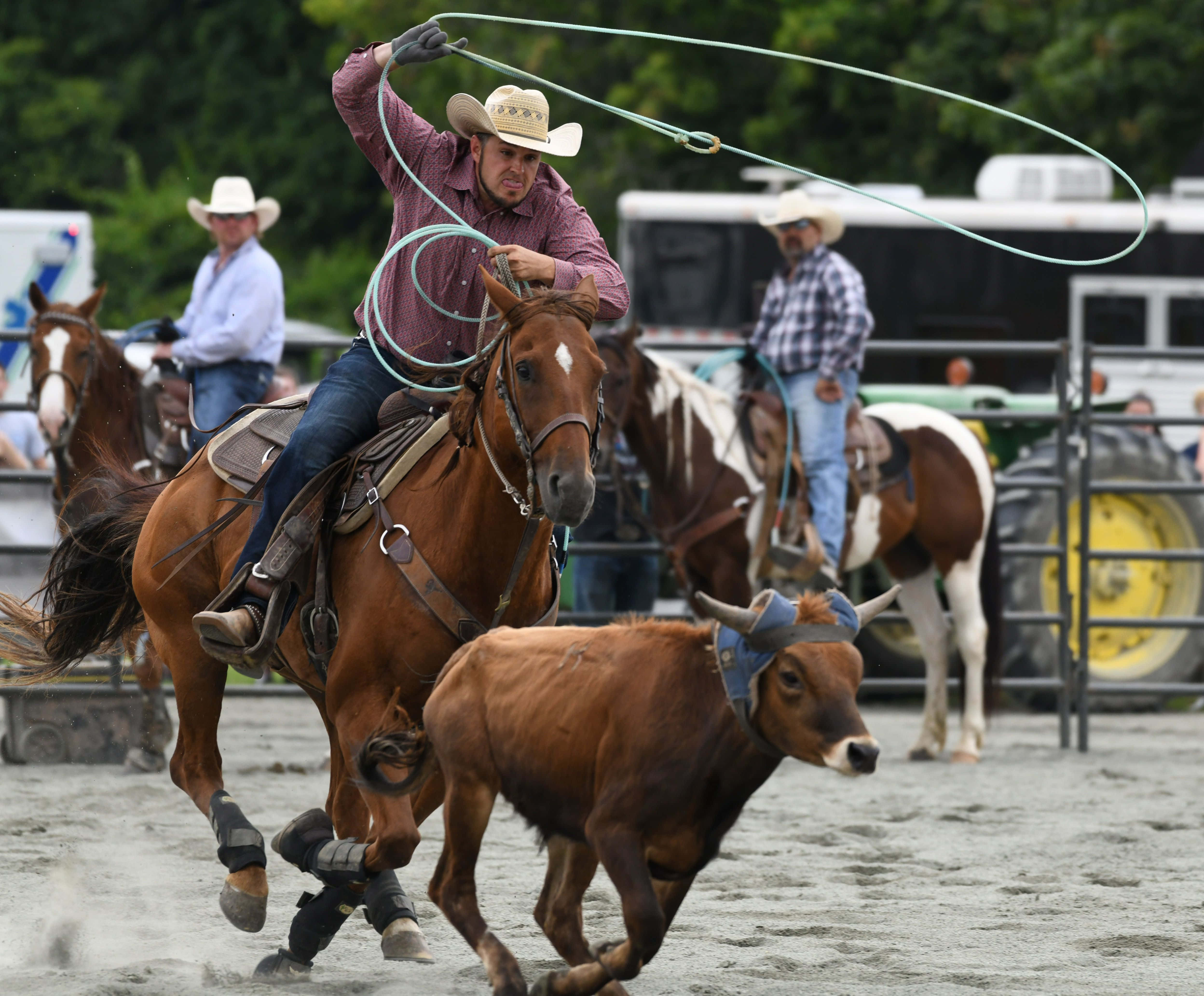 Team Roping, cowboy, galloping horse, 4K Desktop Wallpaper