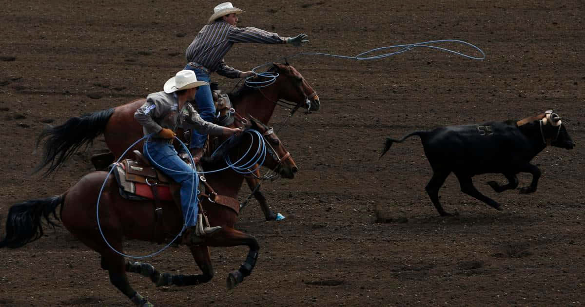 Team Roping, black calf, dusty rodeo arena, SD Desktop Wallpaper