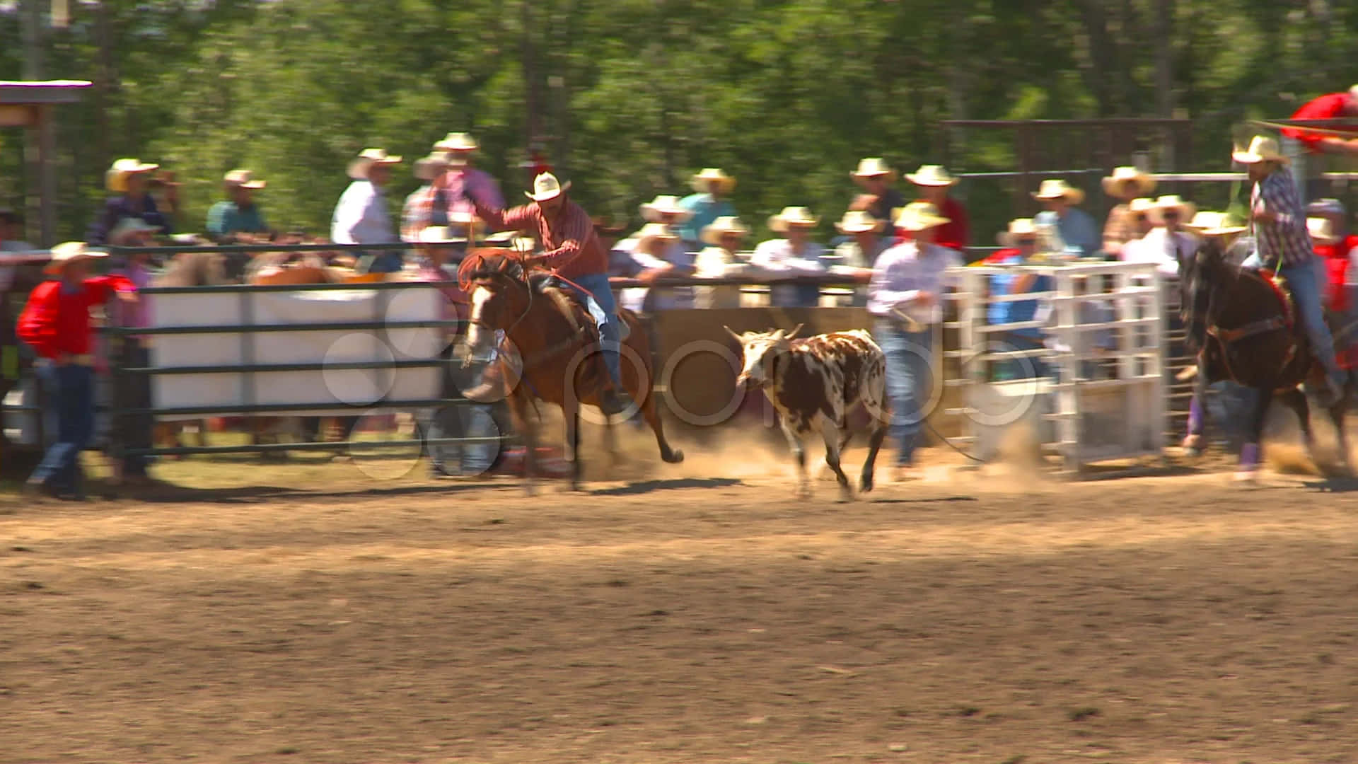 bucking bronco, dusty rodeo arena, spectators, Full HD Desktop Wallpaper