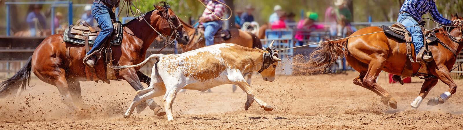 Team Roping, spotted calf, dusty rodeo arena, HD Desktop Wallpaper