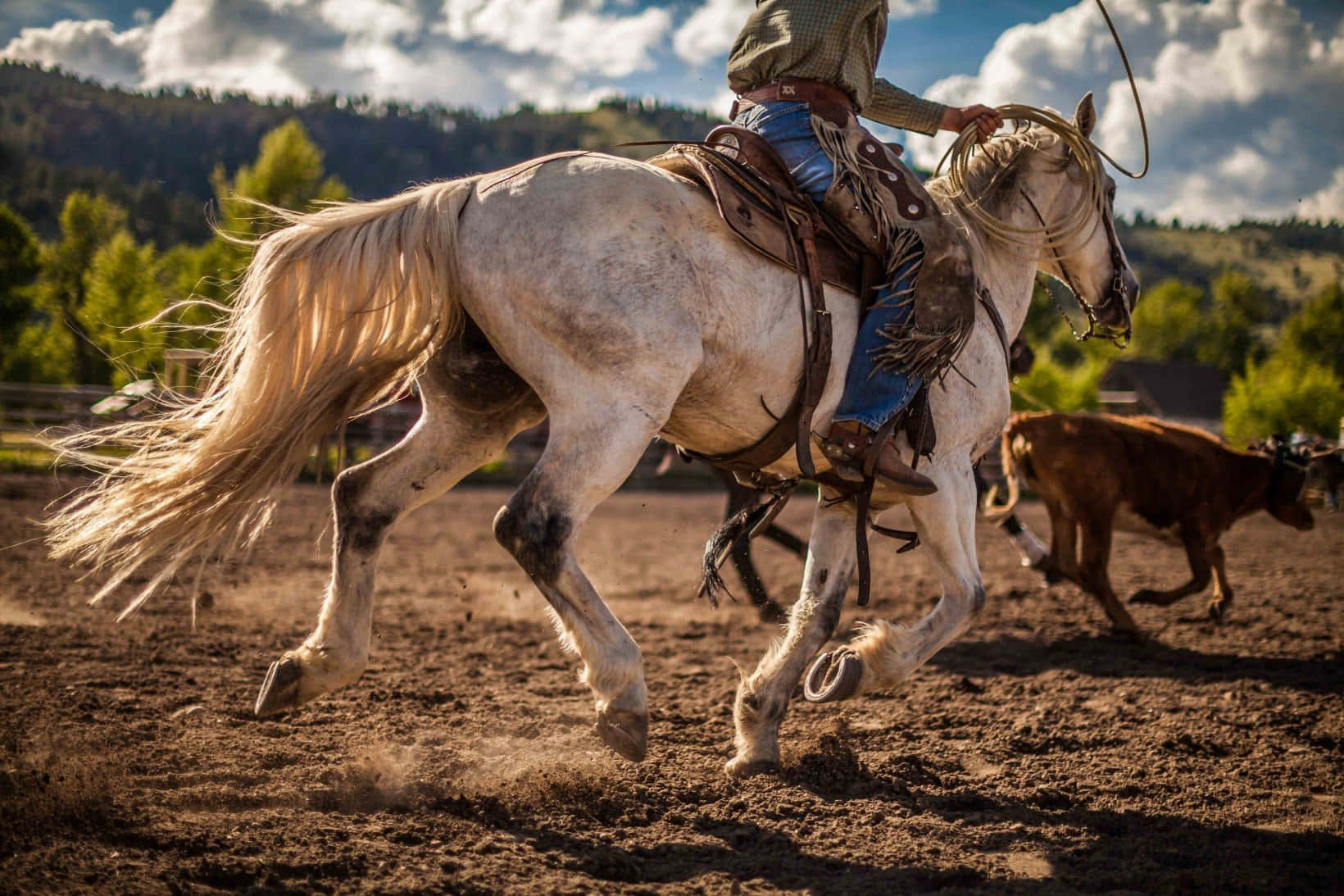 cowboy, galloping white horse, calf, HD Desktop Wallpaper