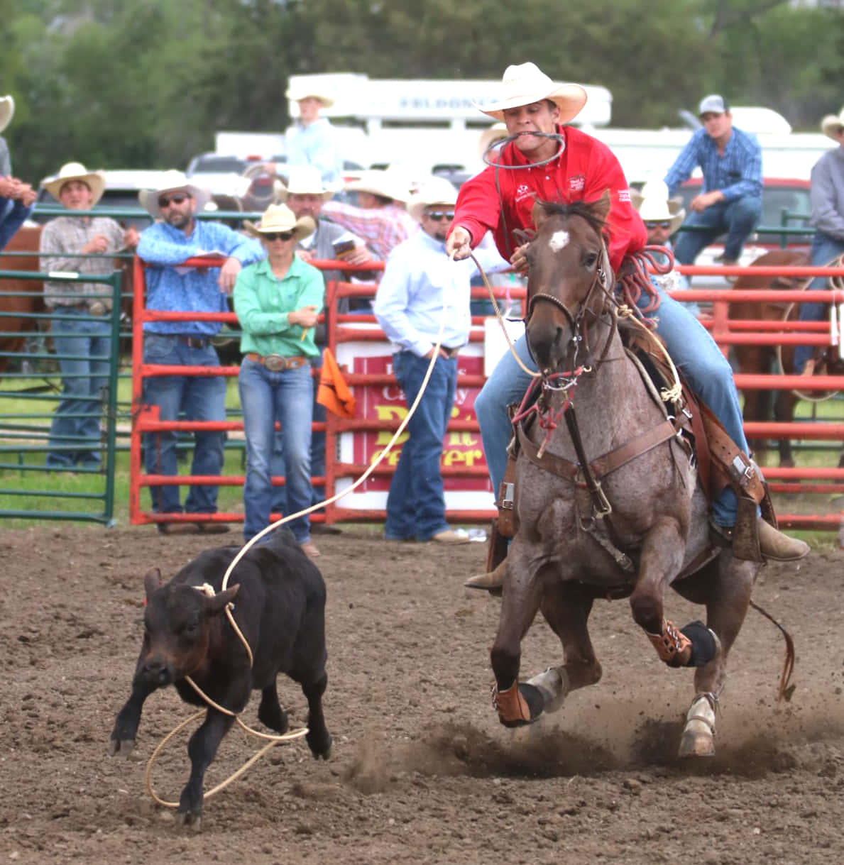 Team Roping, black calf, red shirt, SD Phone Wallpaper