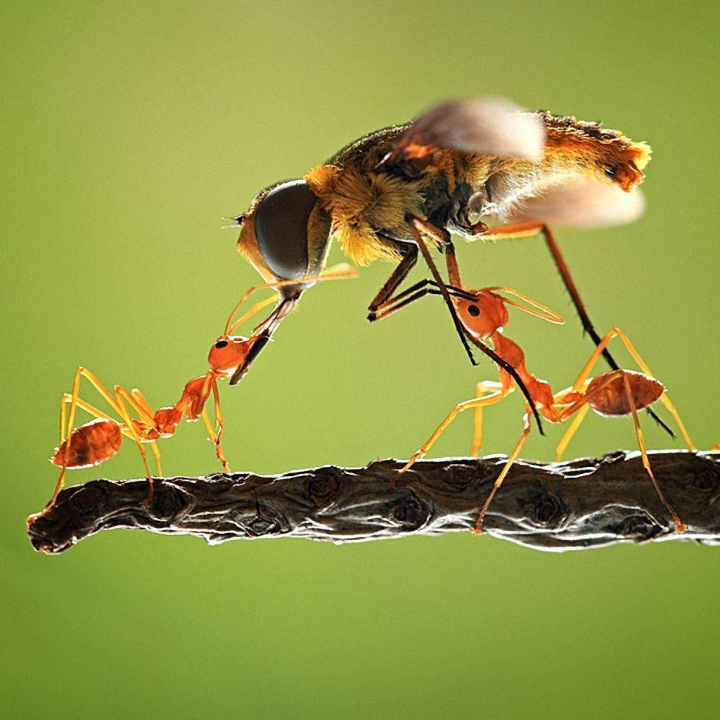Teamwork, ants, bee, SD Desktop Wallpaper