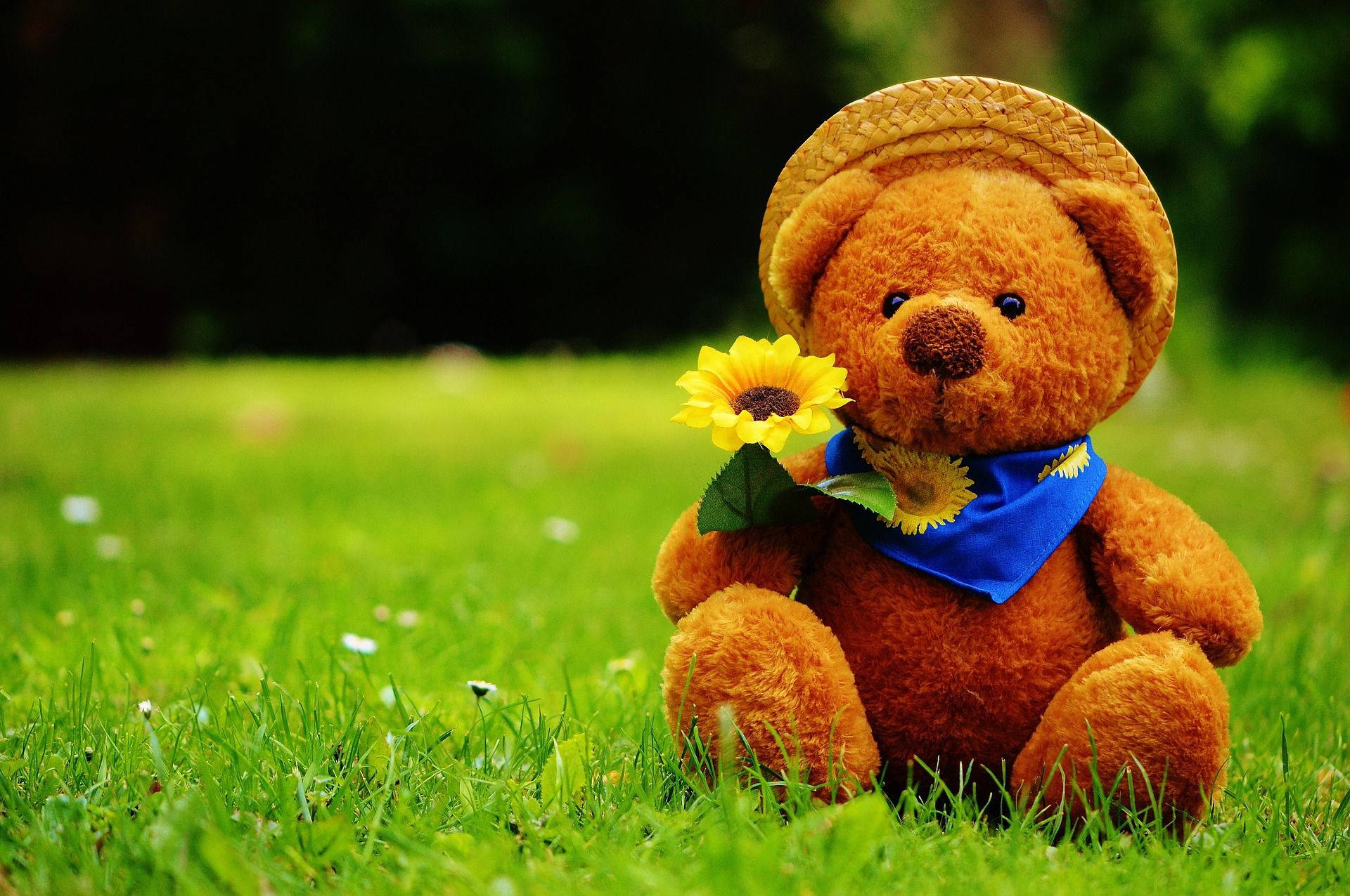 teddy bear, sunflower, straw hat, Full HD Desktop Wallpaper
