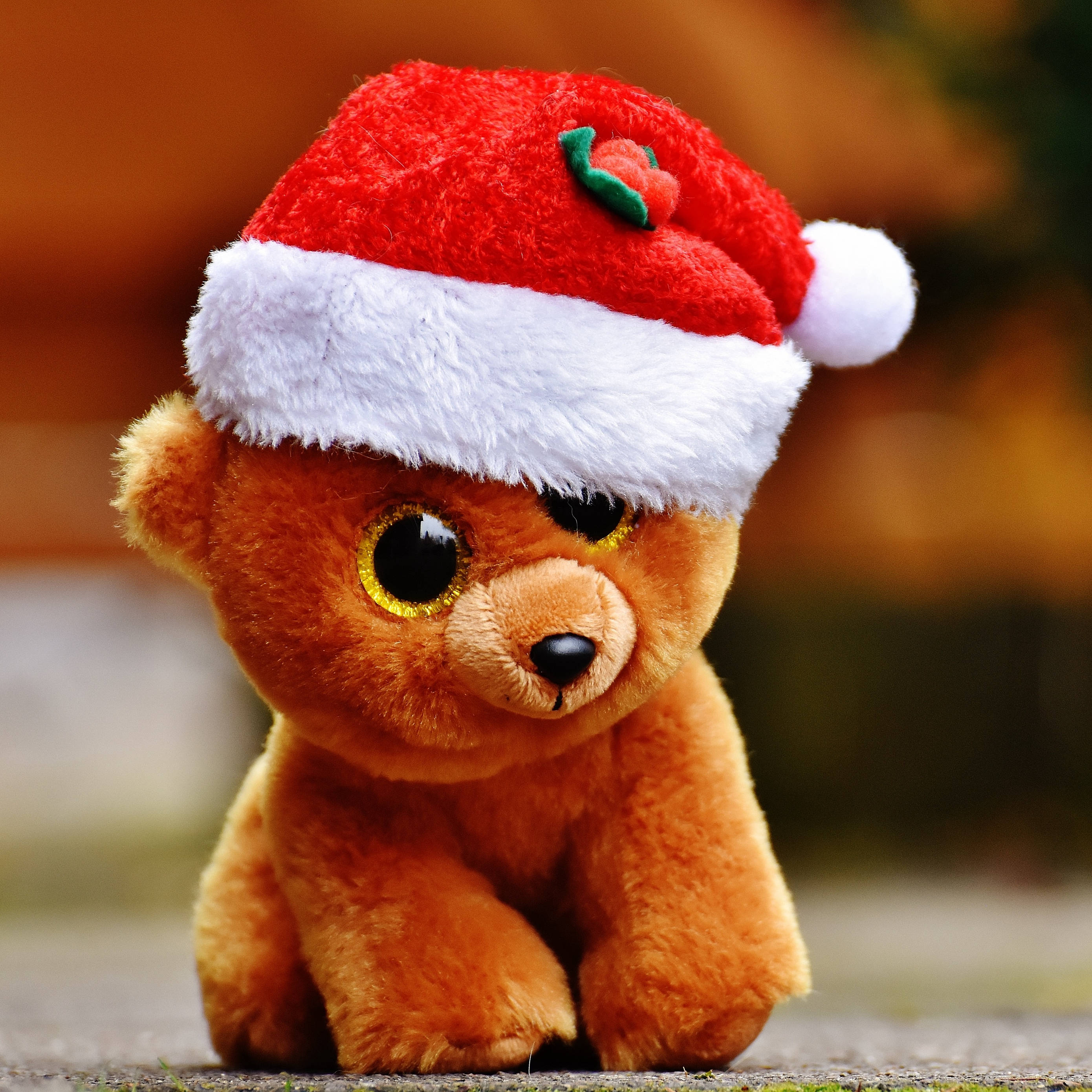 big eyed teddy bear, fluffy brown teddy bear, red Santa hat, 2K Desktop Wallpaper